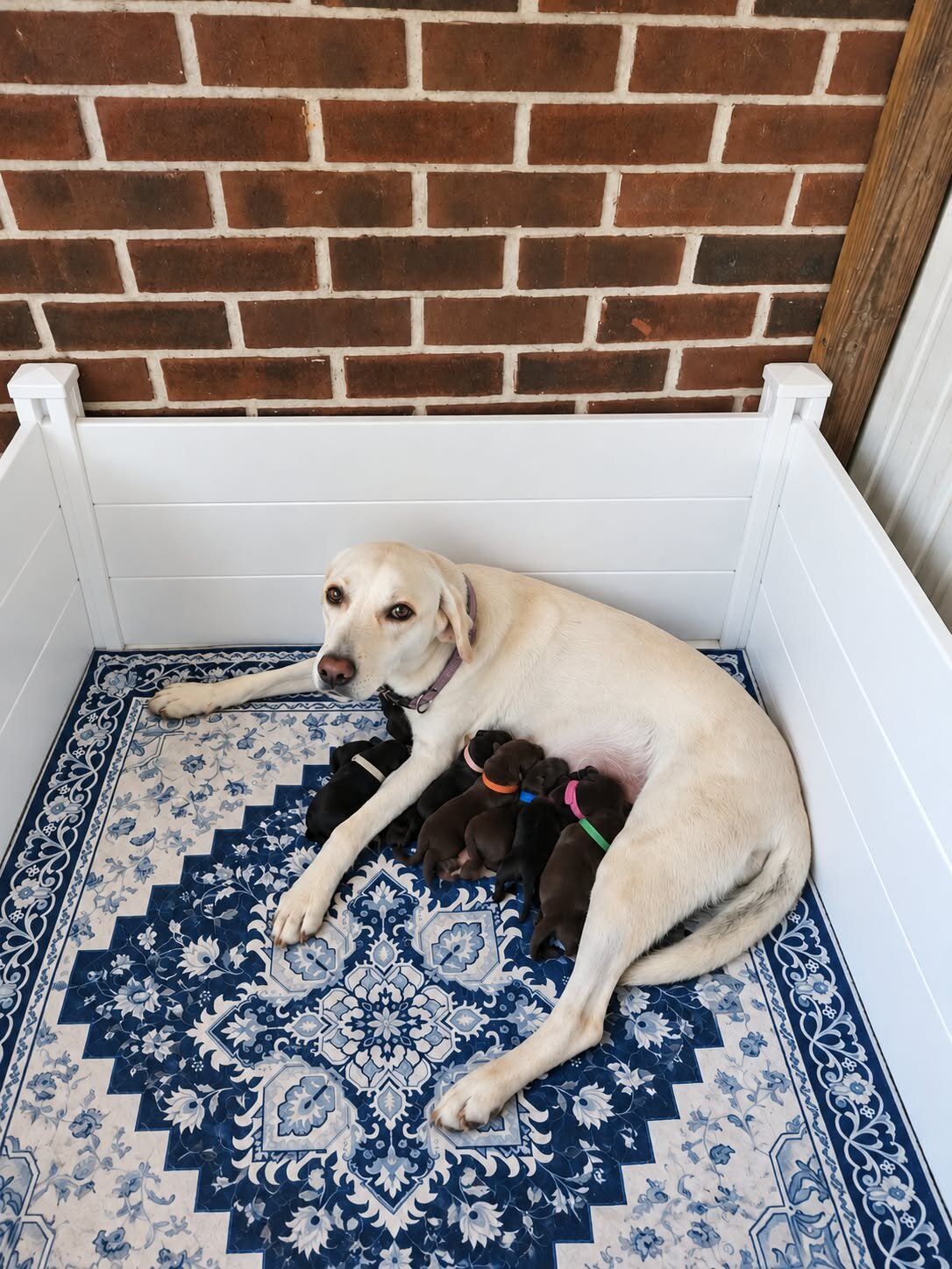 AKC Labrador Retriever Puppies image 4