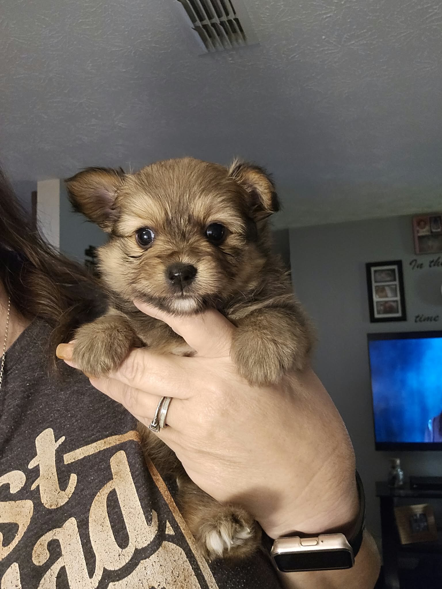 POMMILLON PUPPIES READY 10/30/2026 image 3