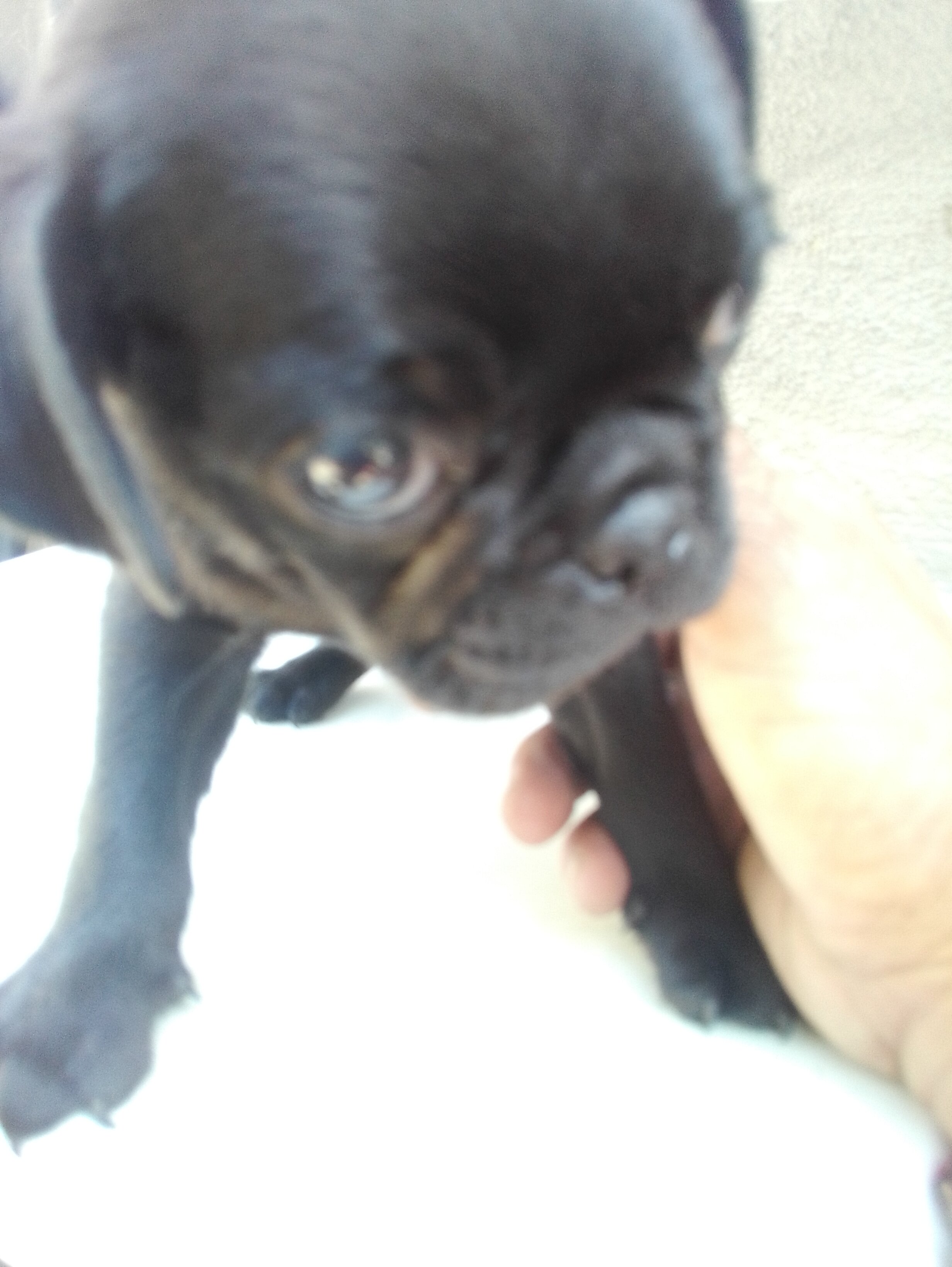 4 baby full breed pugs for good homes image 3