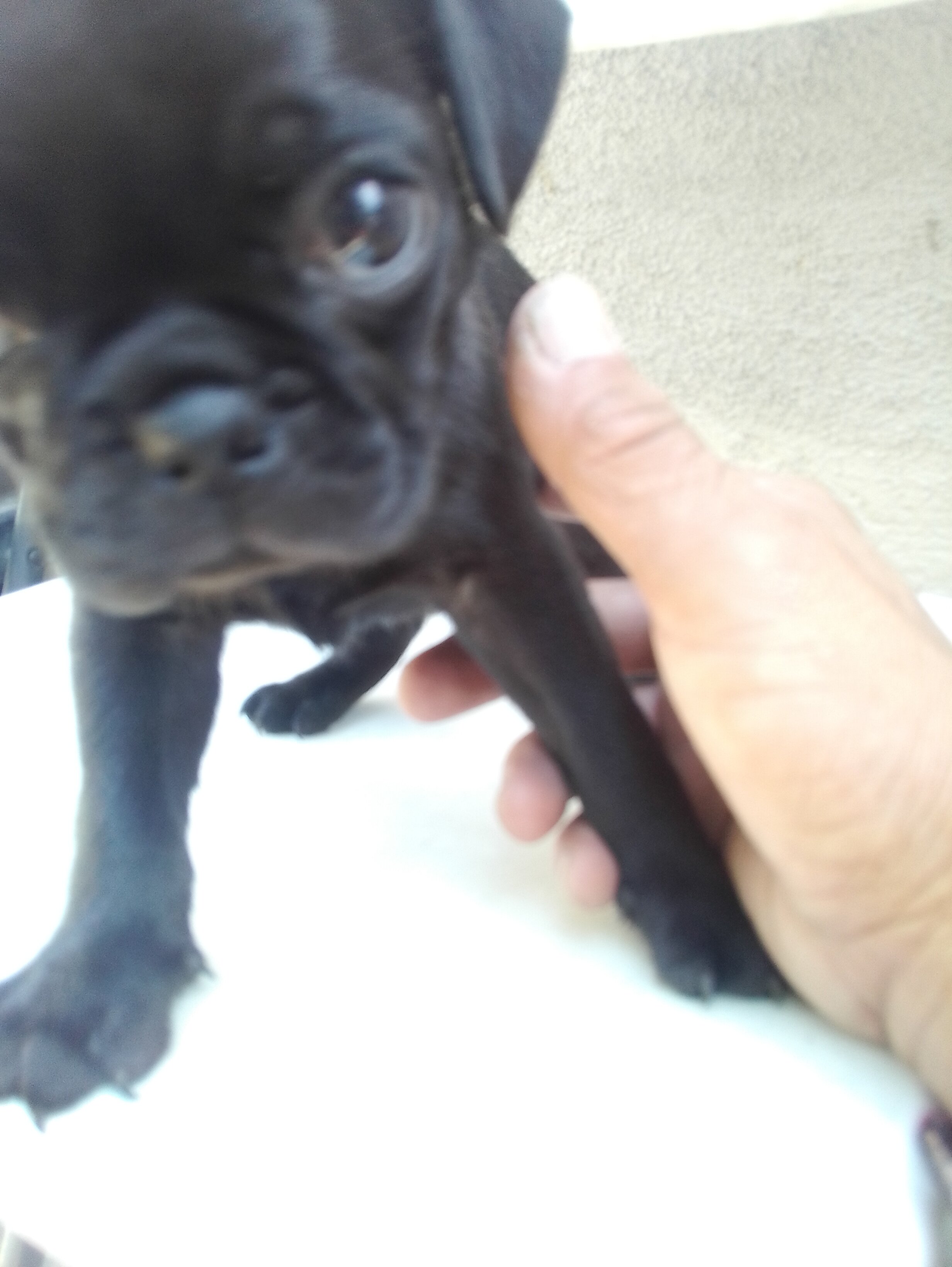 4 baby full breed pugs for good homes image 2