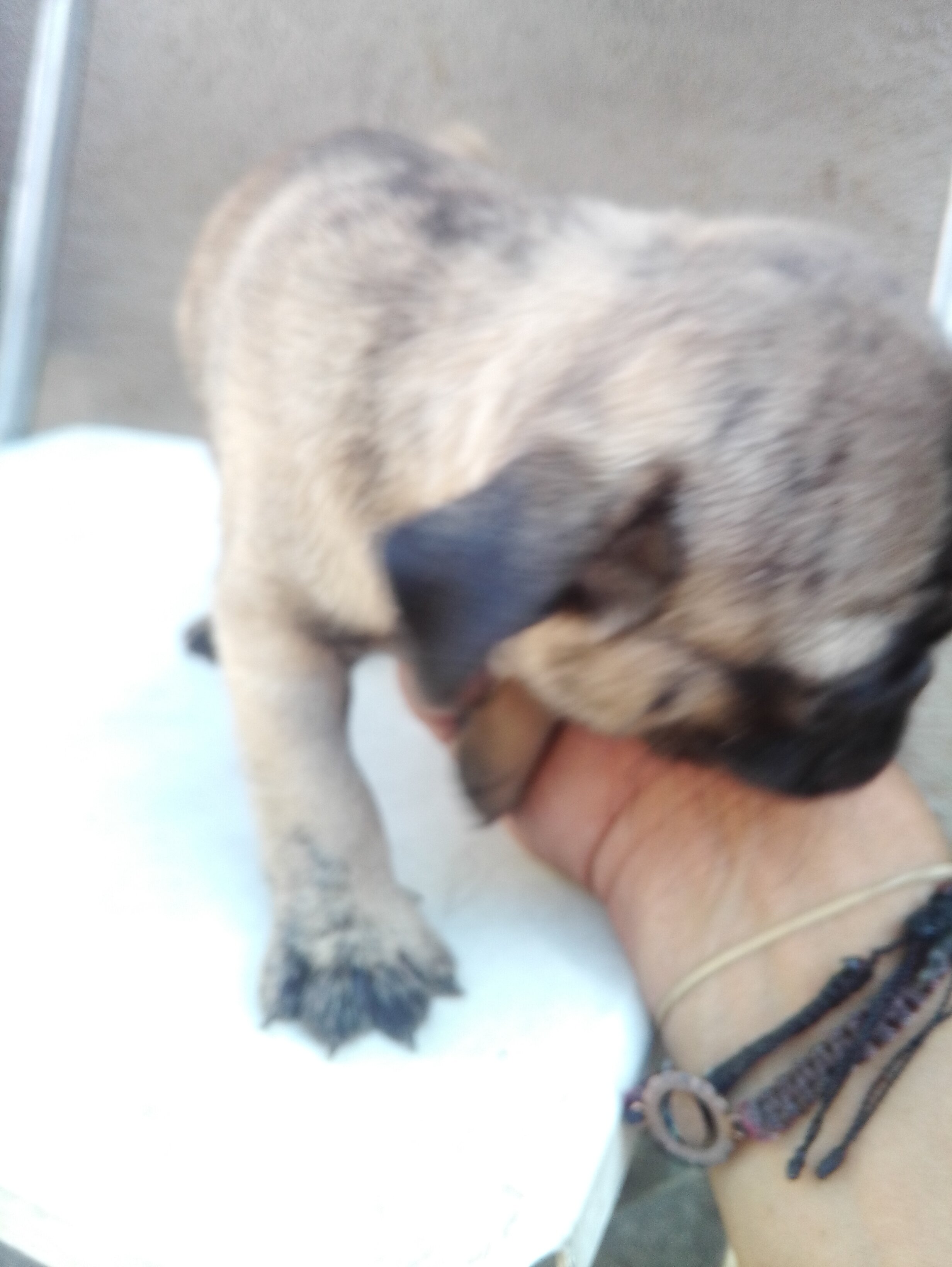 4 baby full breed pugs for good homes image 4