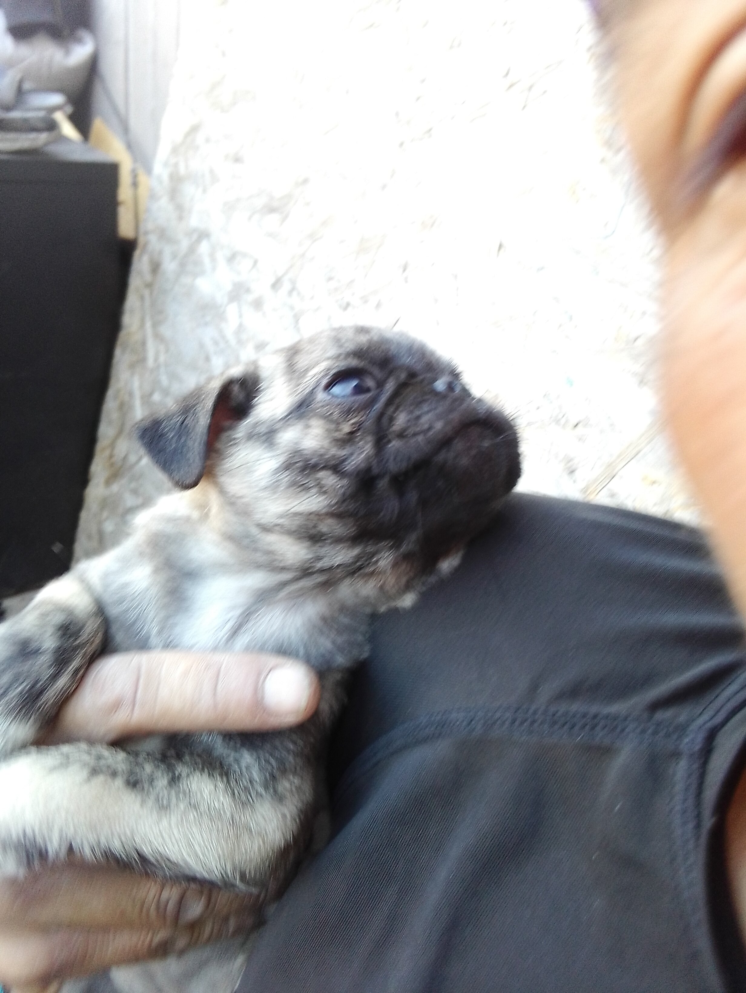 4 baby full breed pugs for good homes image 1