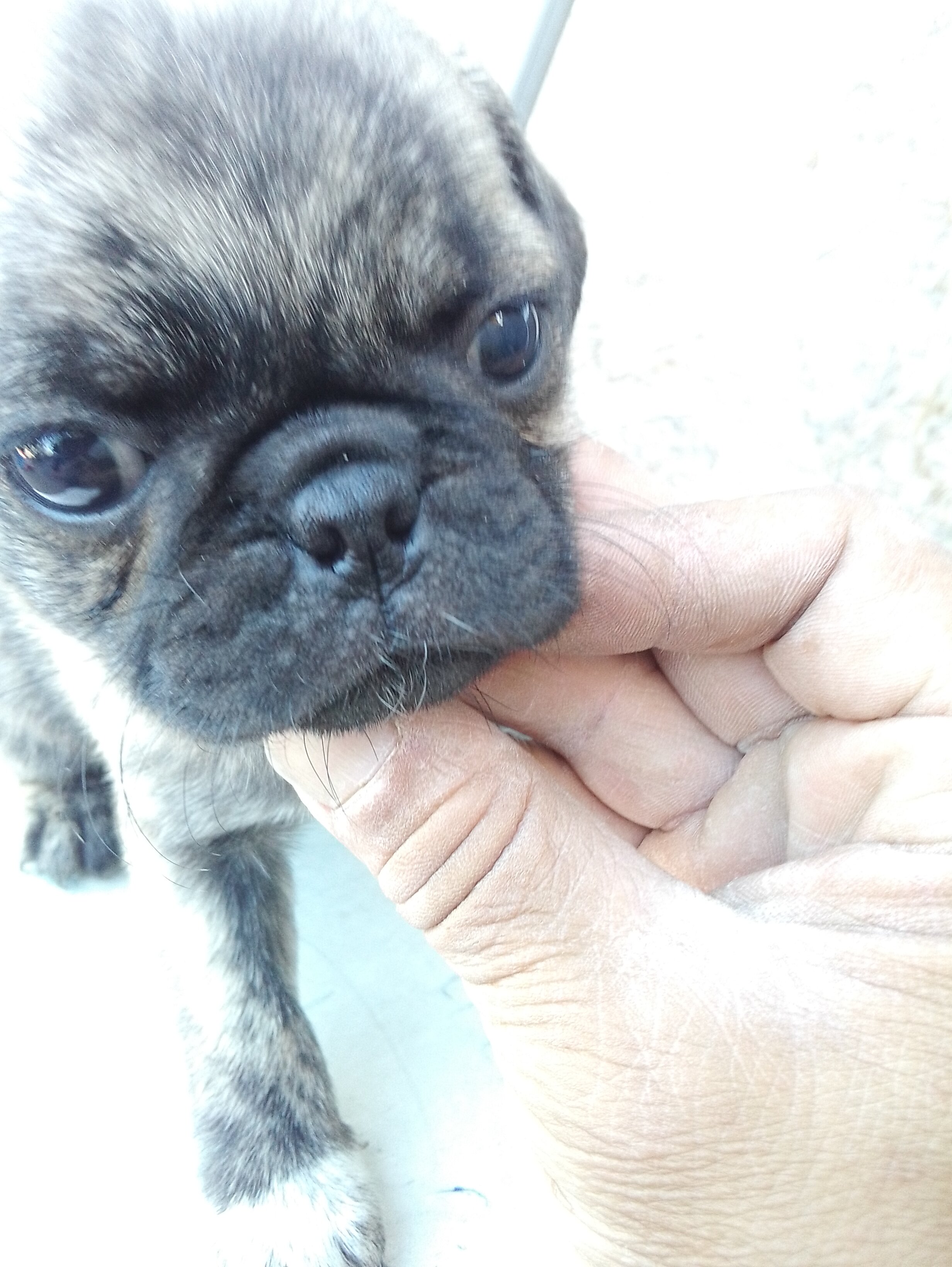 4 baby full breed pugs for good homes image 5