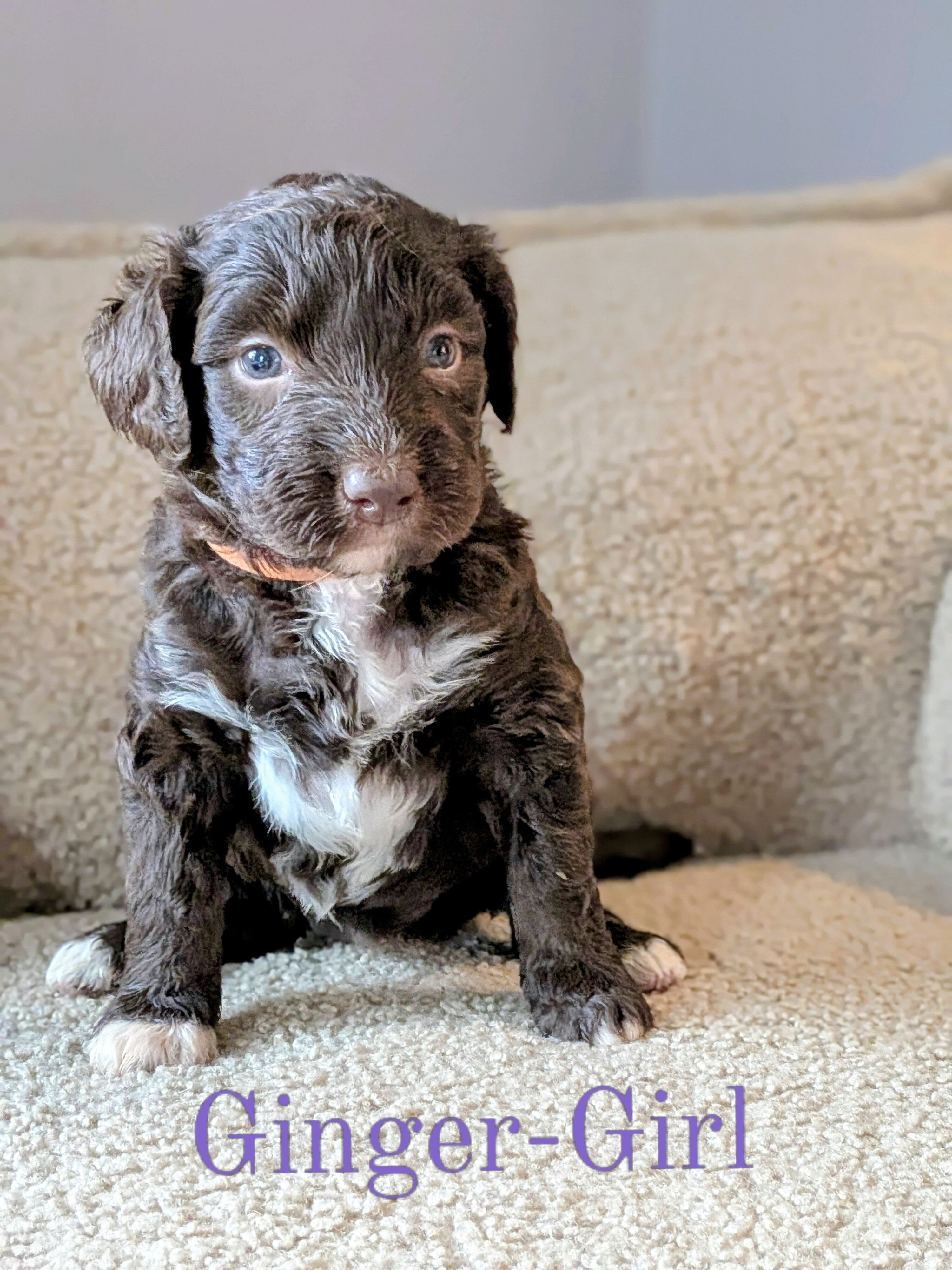 Standard Aussiedoodle Puppies image 2