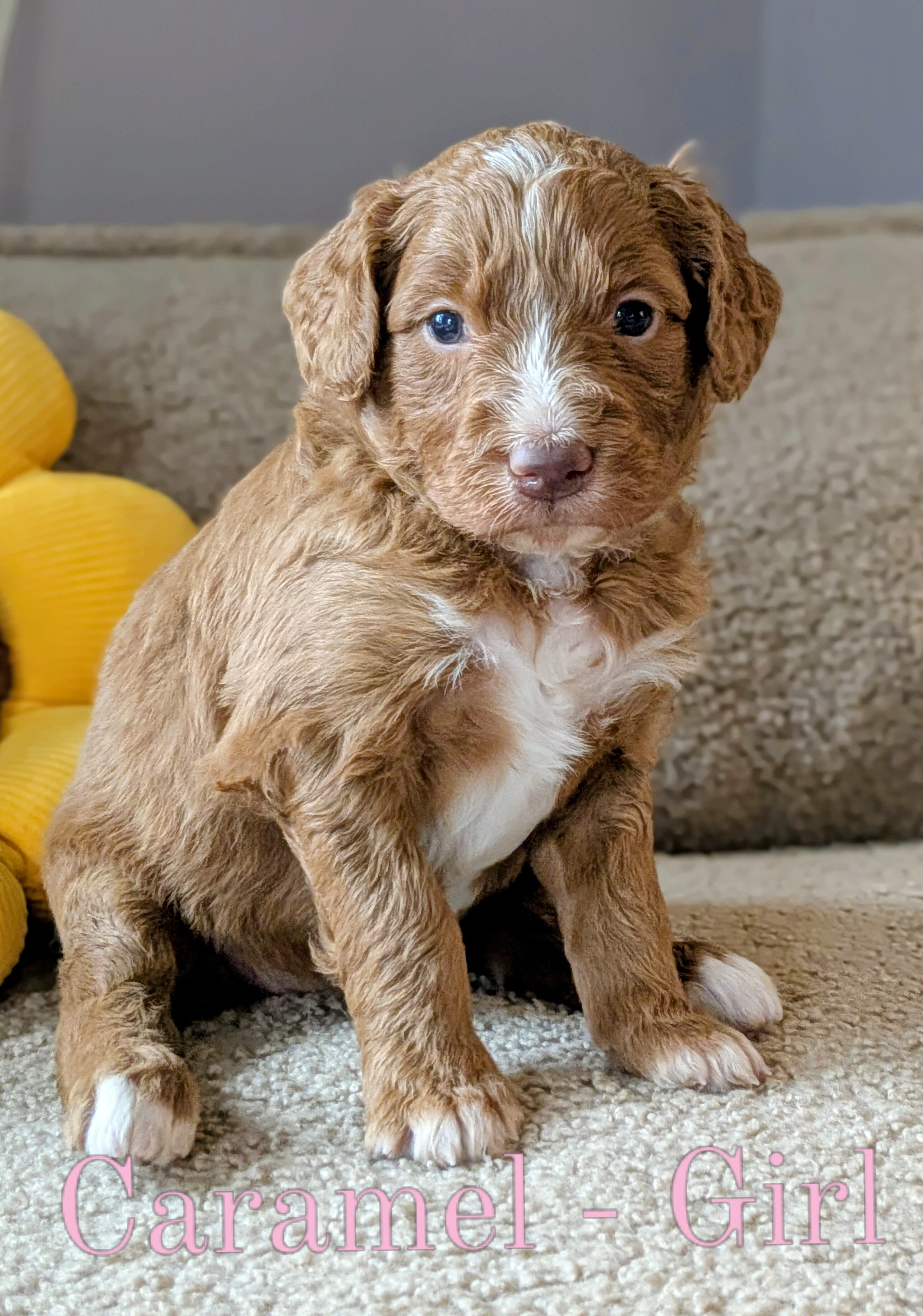 Standard Aussiedoodle Puppies image 1