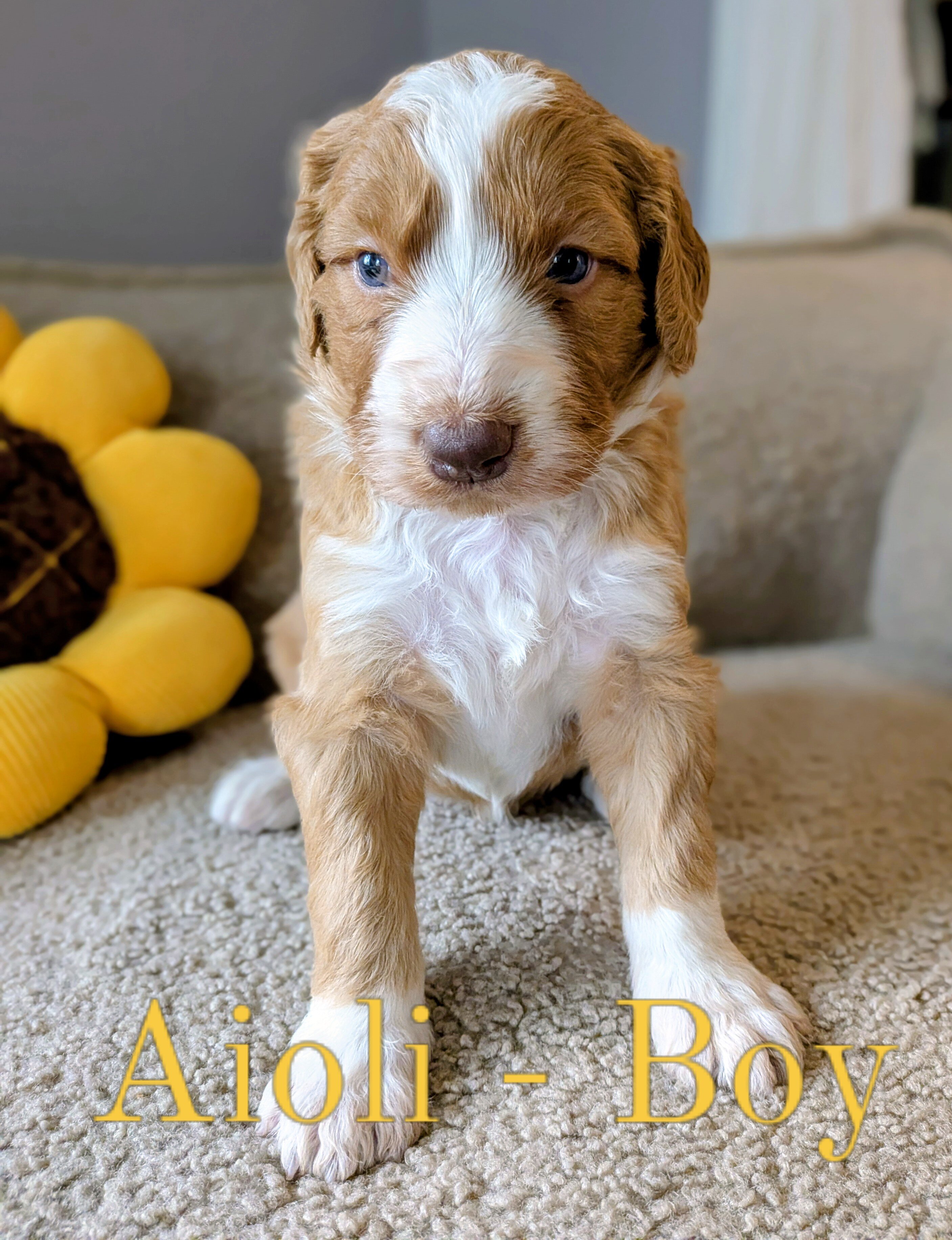 Standard Aussiedoodle Puppies image 7