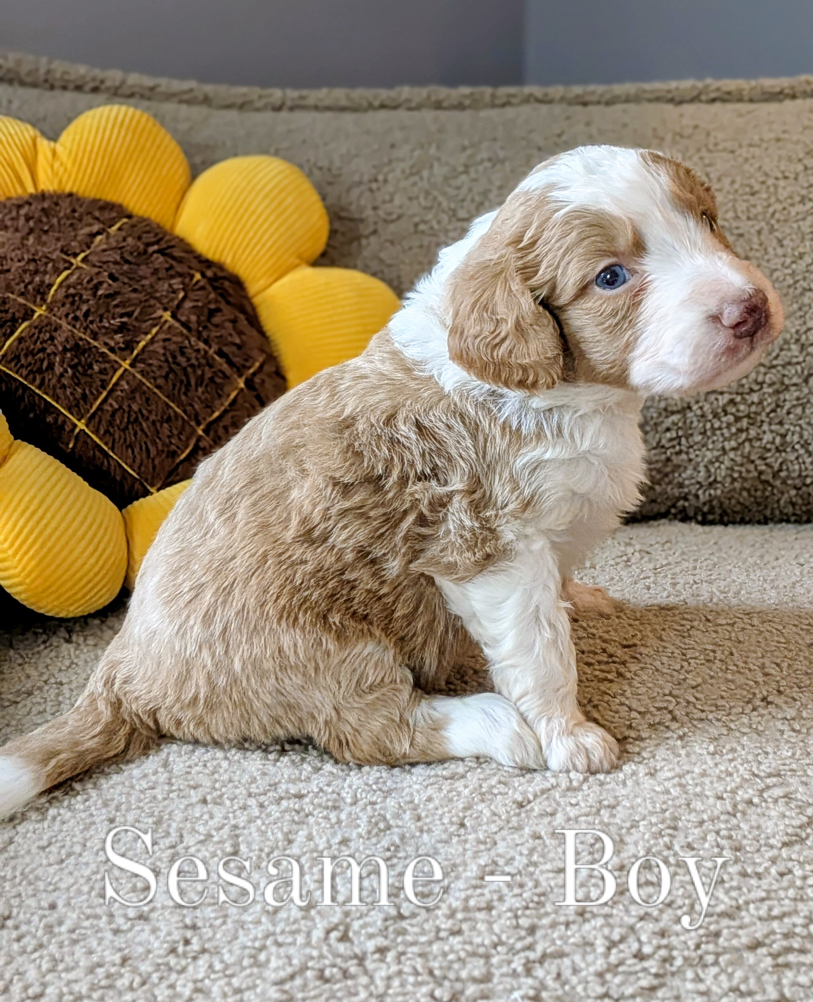 Standard Aussiedoodle Puppies image 6
