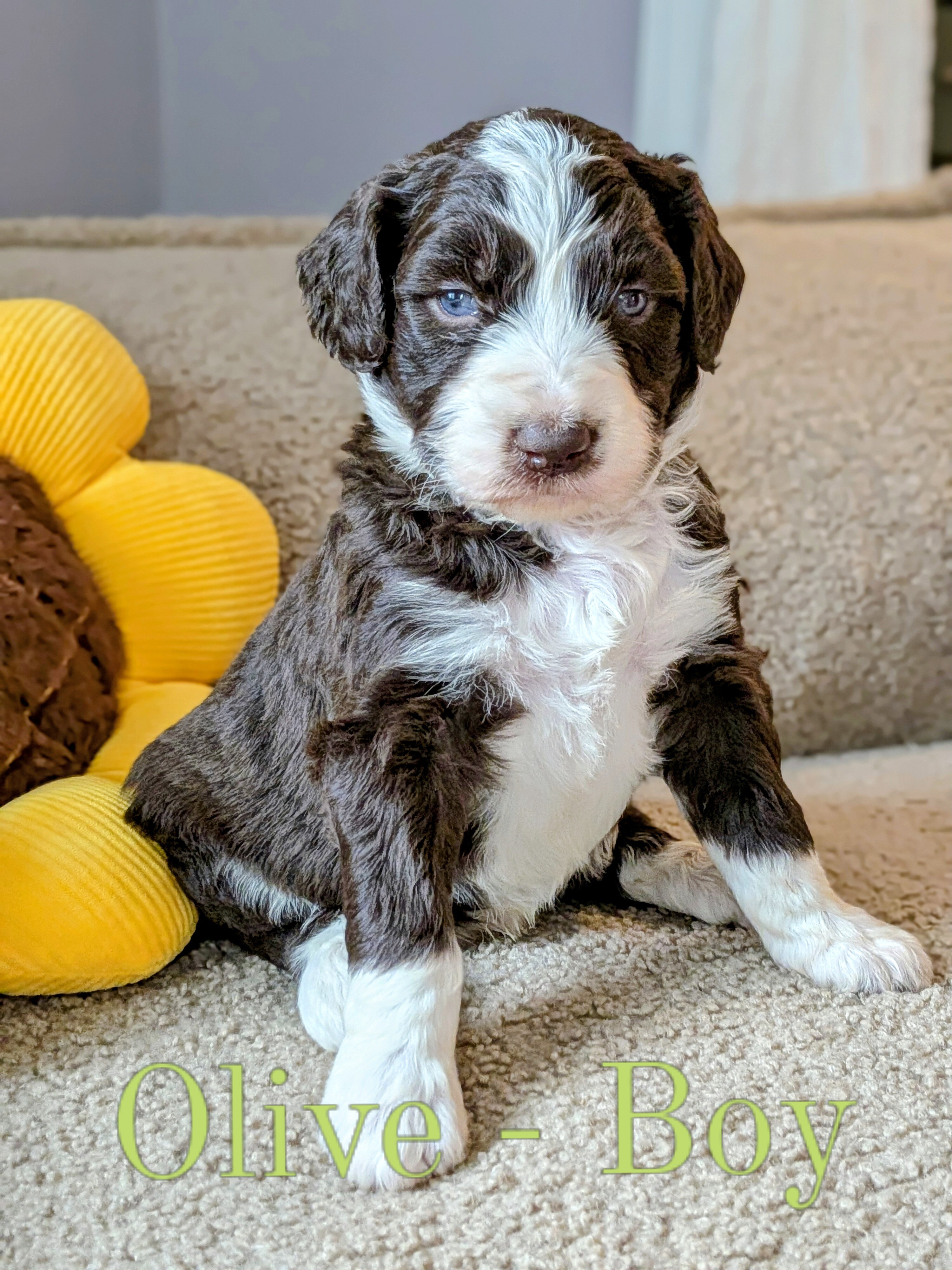 Standard Aussiedoodle Puppies image 3