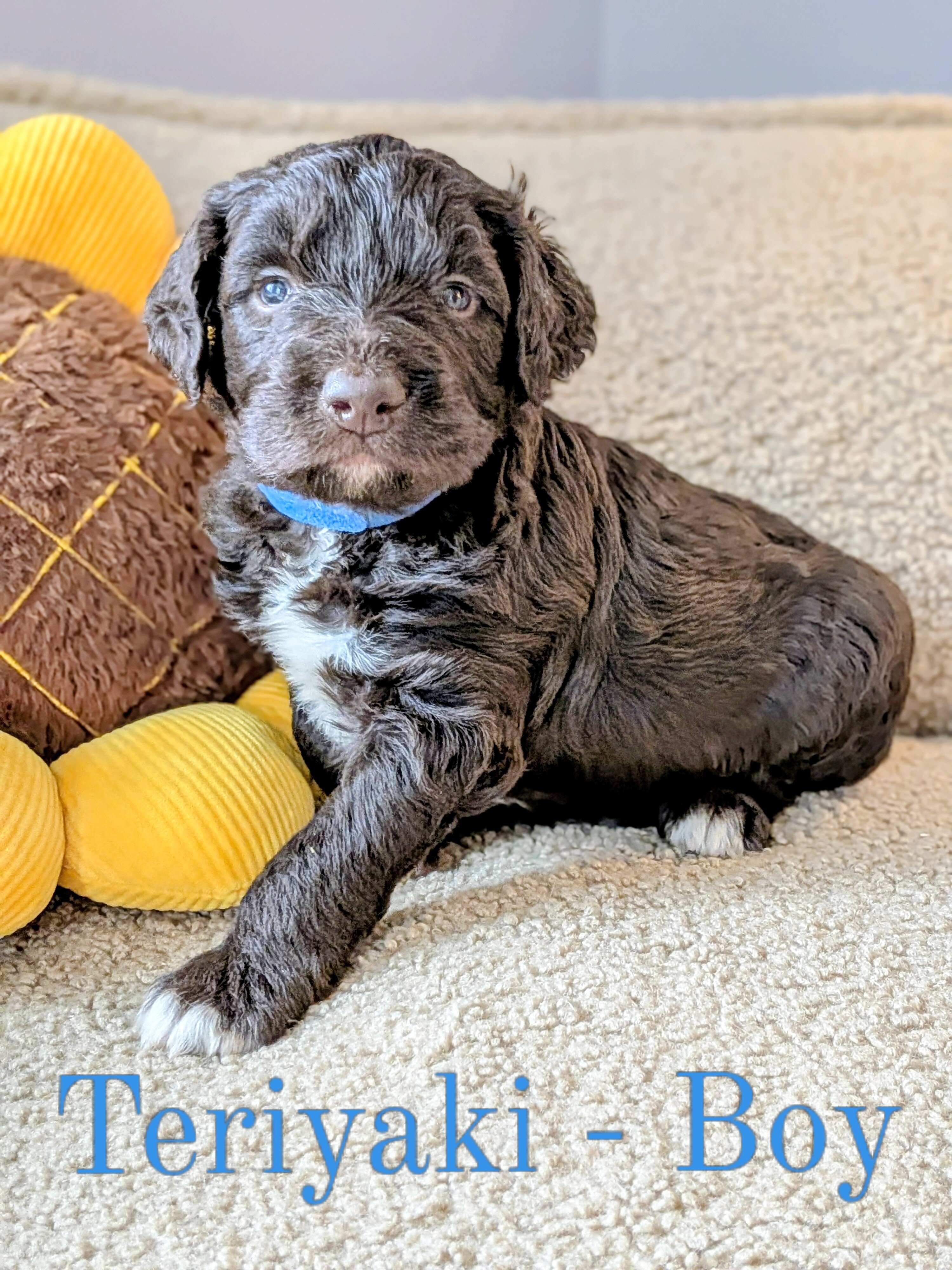 Standard Aussiedoodle Puppies image 4