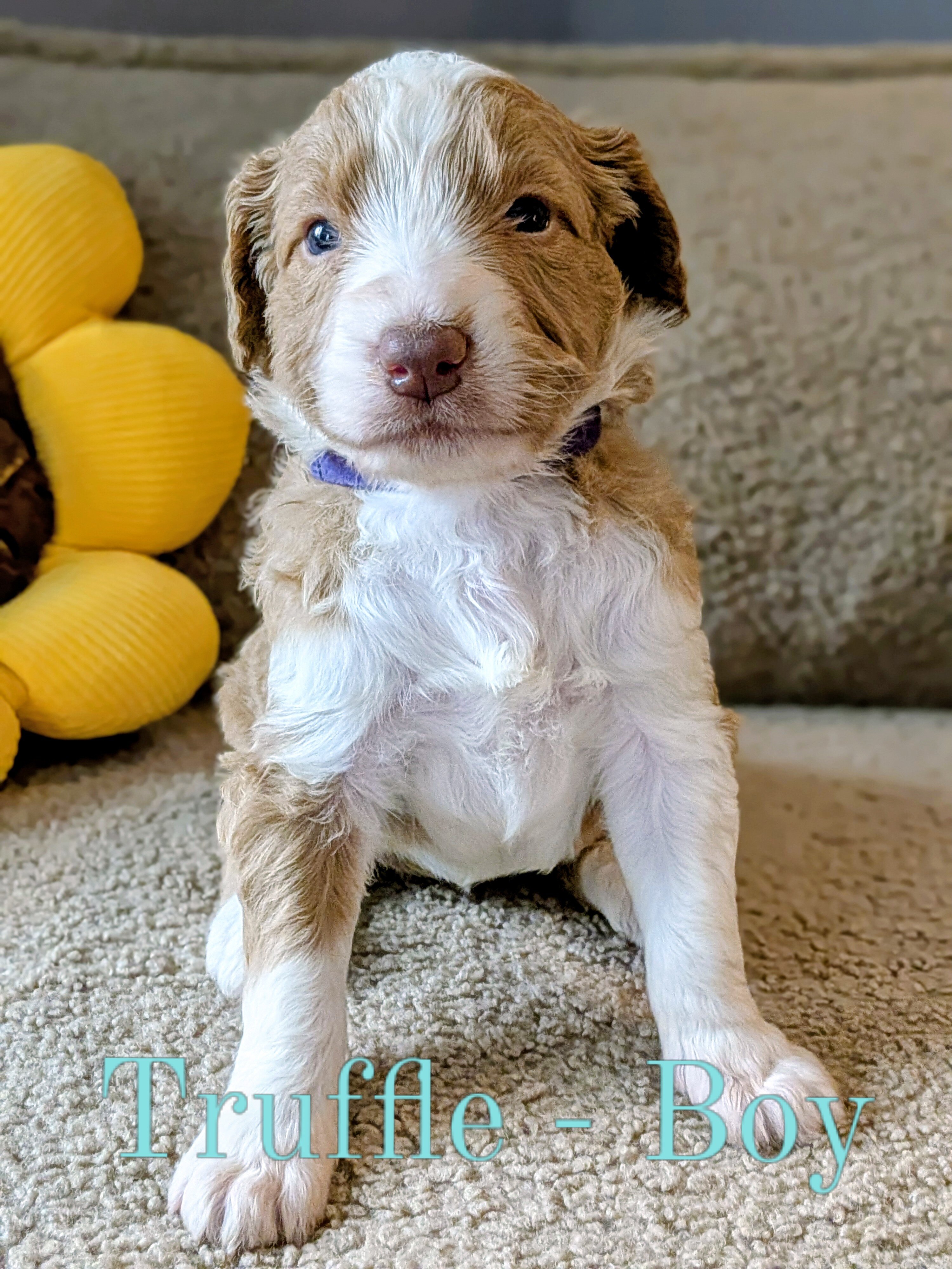 Standard Aussiedoodle Puppies image 5