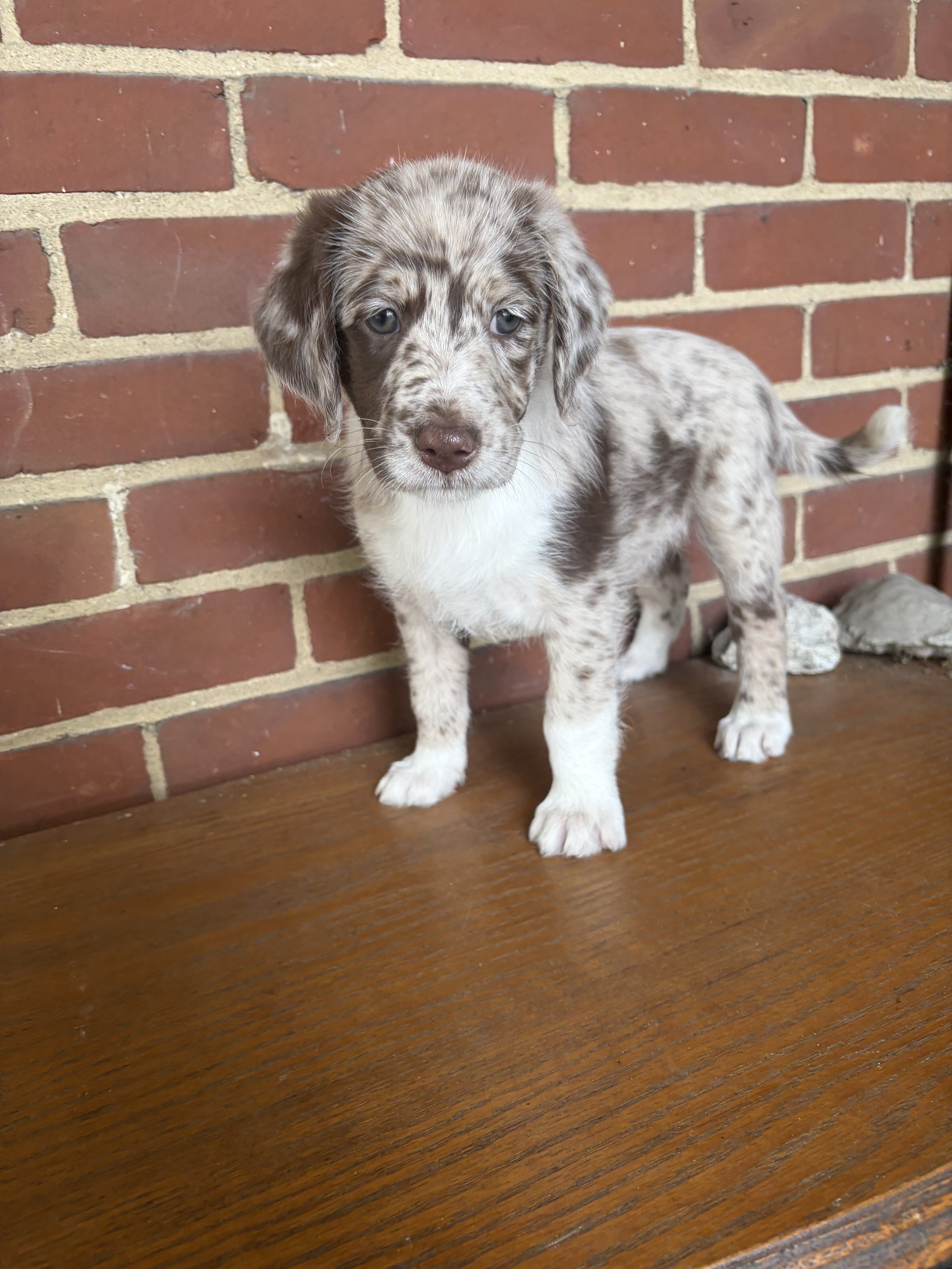 Red Merle Aussiedoodle Puppy image 2