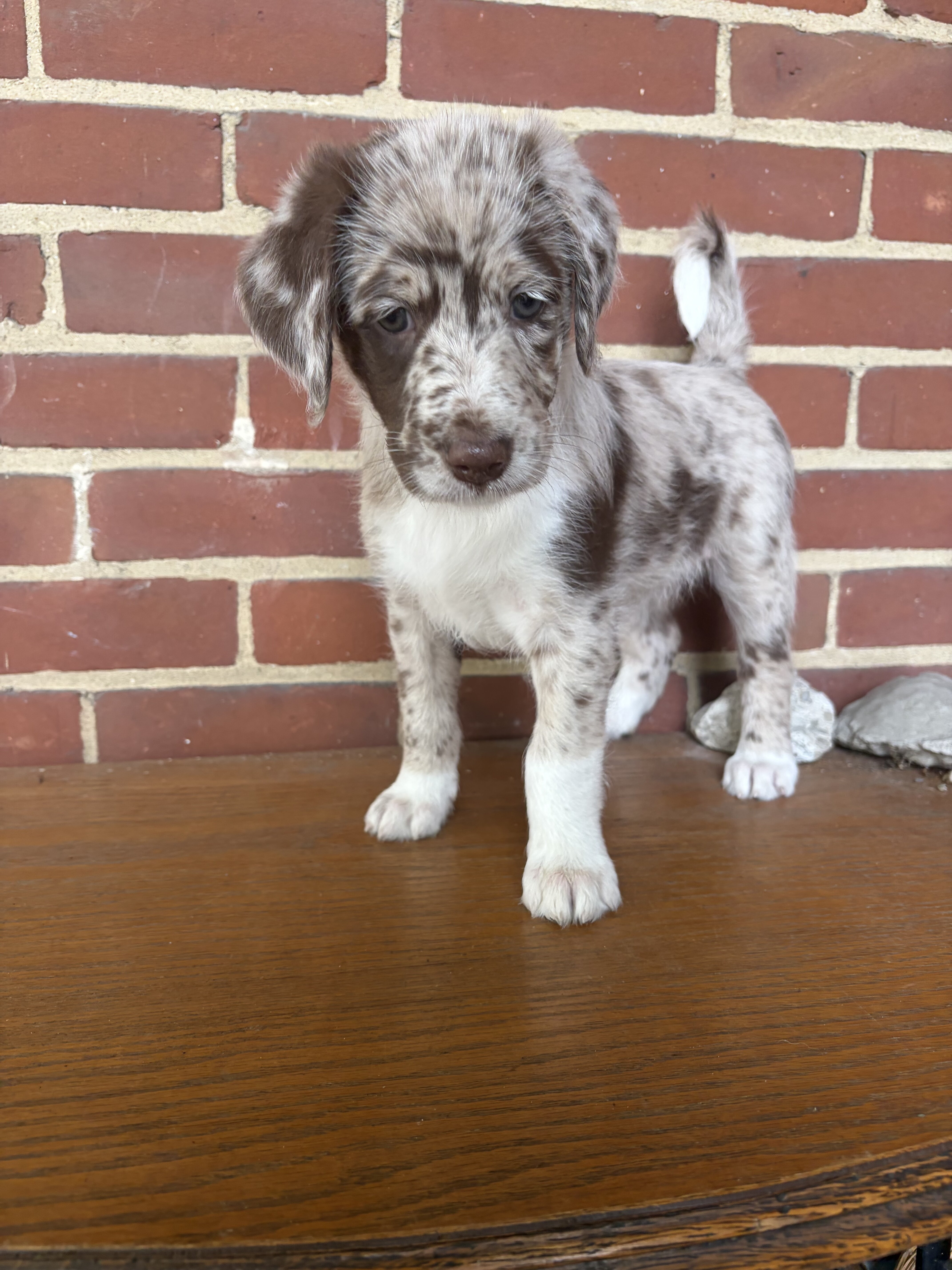 Red Merle Aussiedoodle Puppy image 1
