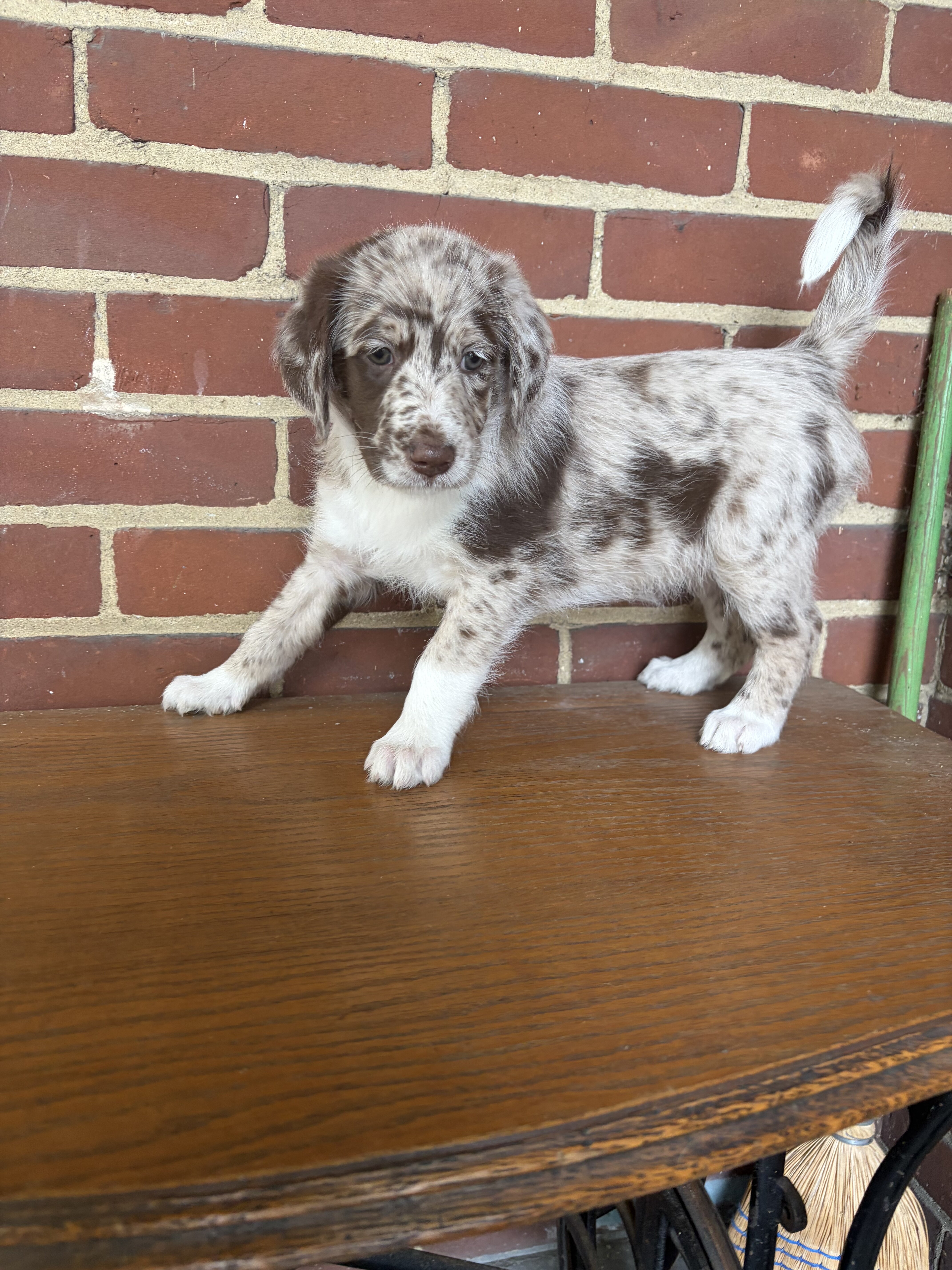 Red Merle Aussiedoodle Puppy image 3