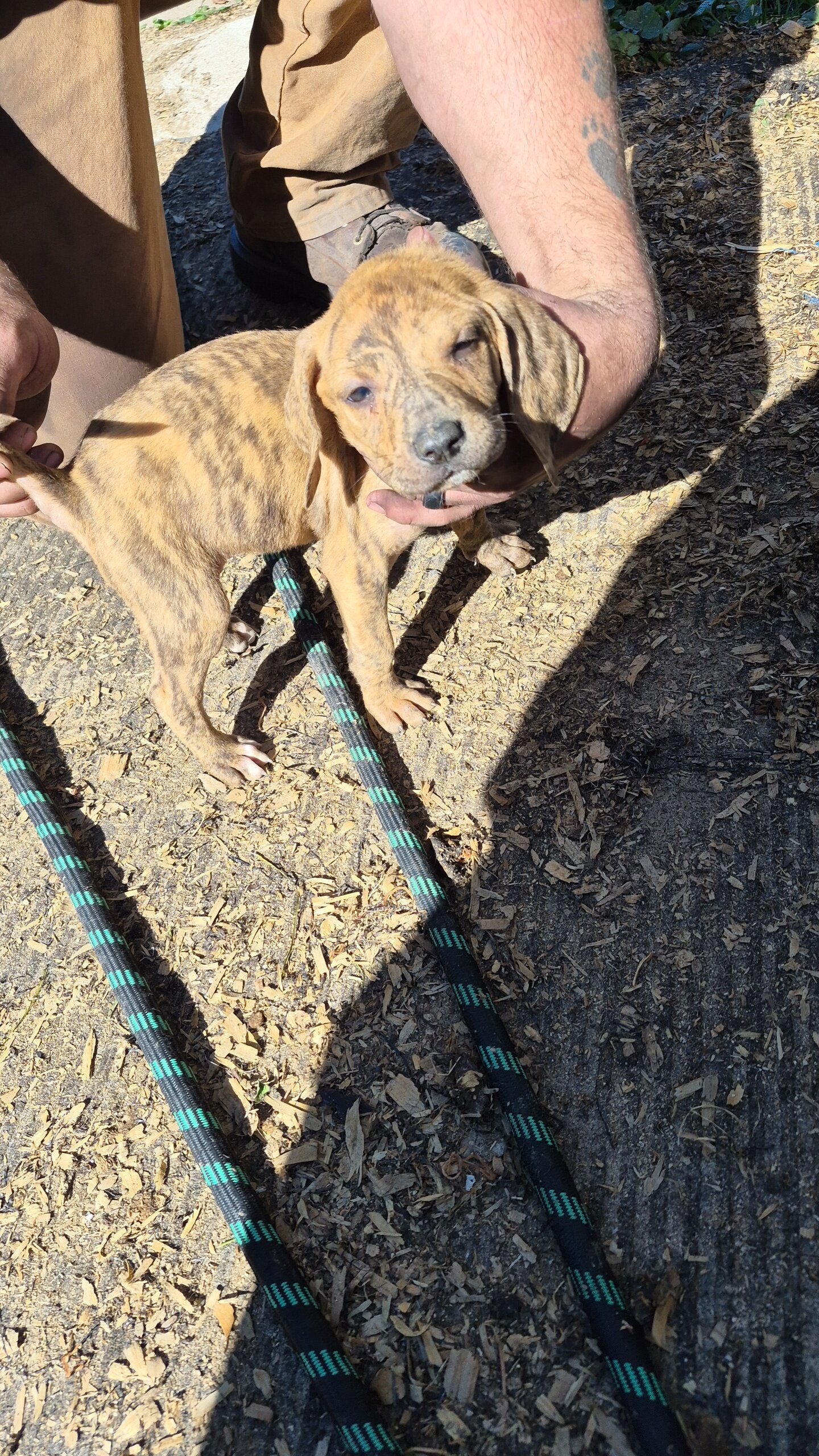 Walker/plott puppies image 2