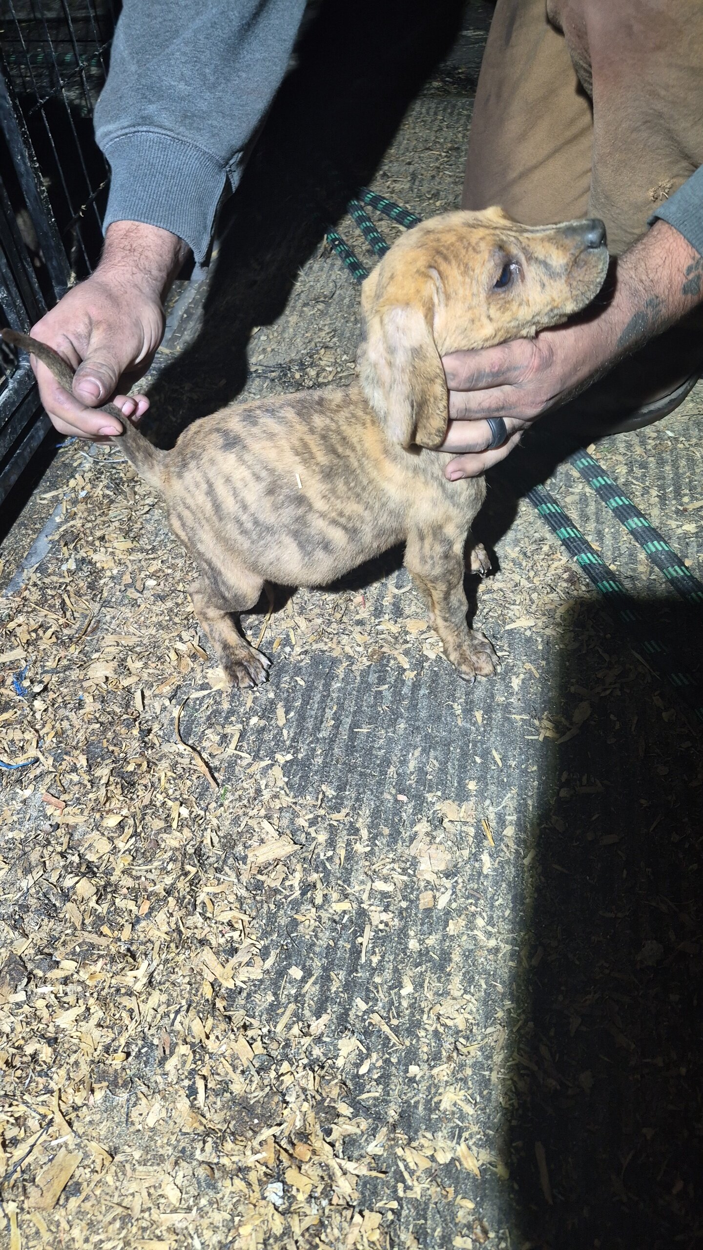 Walker/plott puppies image 3
