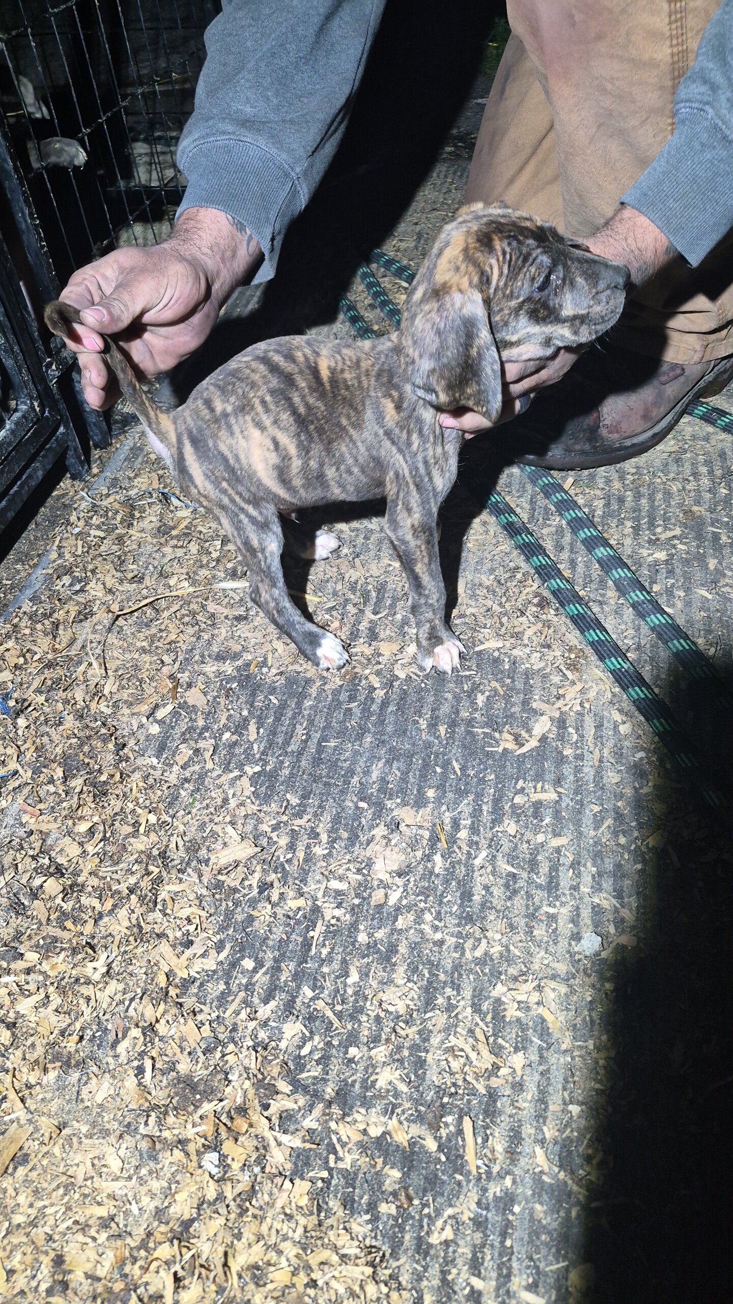 Walker/plott puppies image 1