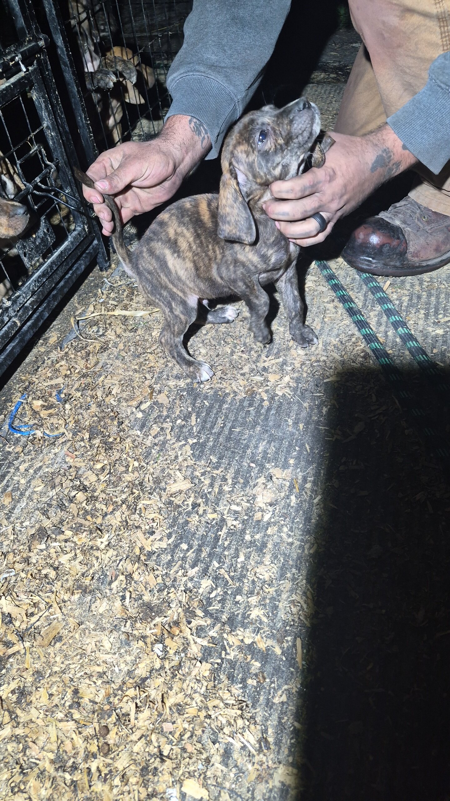 Walker/plott puppies image 4