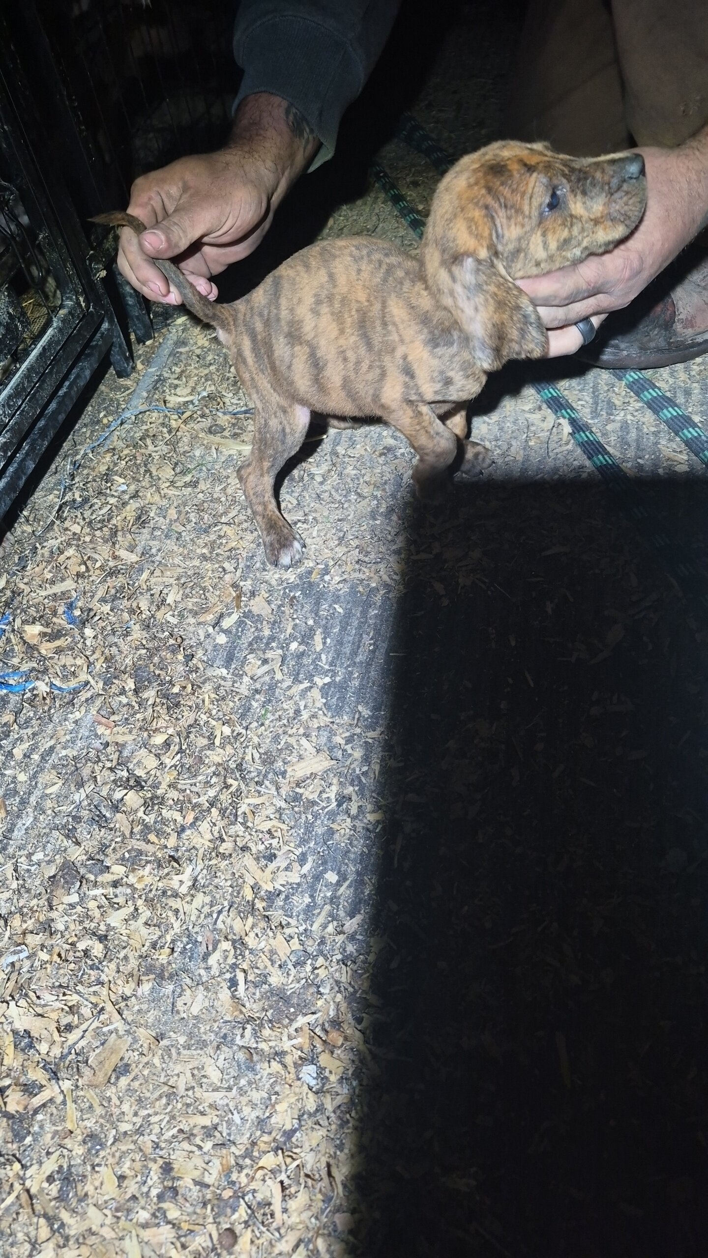 Walker/plott puppies image 5