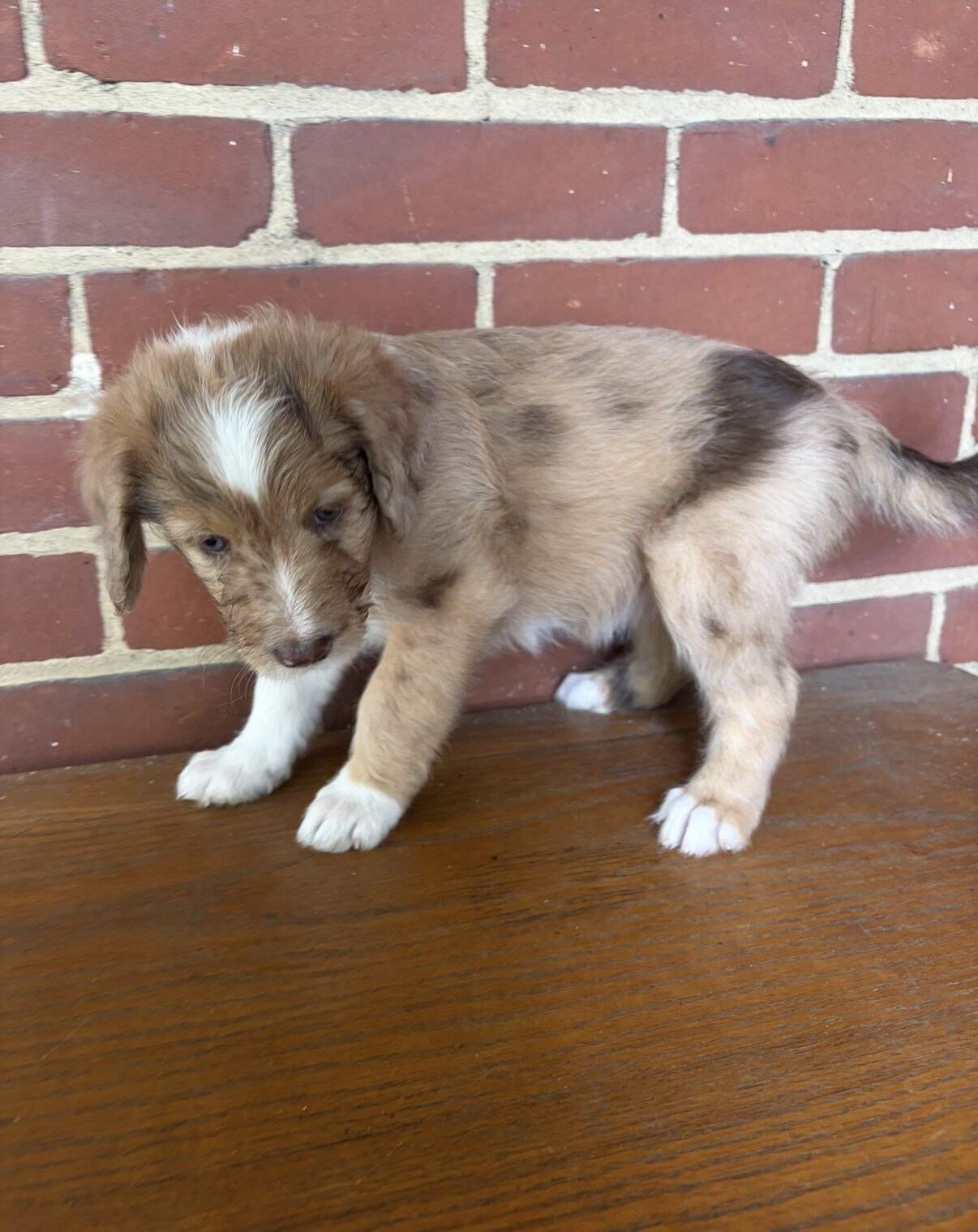 Red Merle Aussiedoodle Puppy (2) image 3