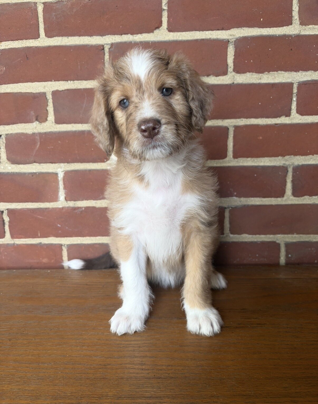 Red Merle Aussiedoodle Puppy (2) image 1
