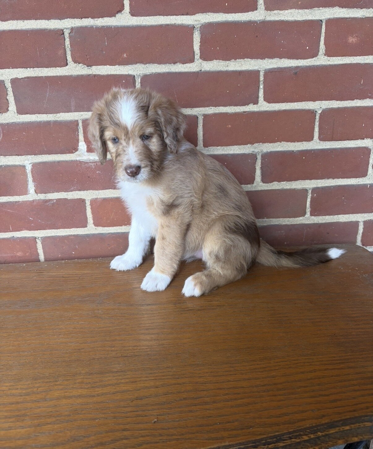 Red Merle Aussiedoodle Puppy (2) image 2