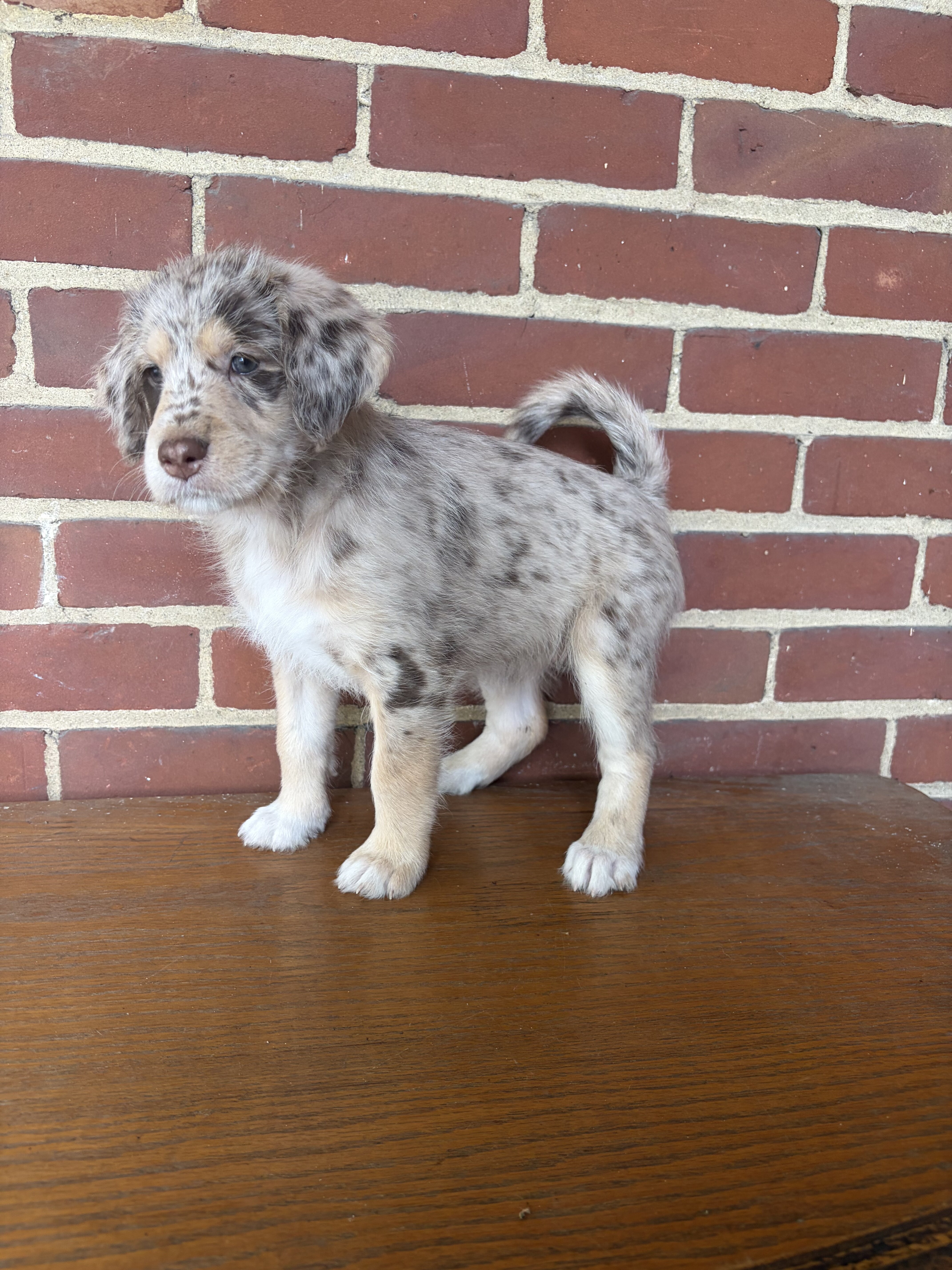 Red Merle Aussiedoodle Puppy (3) image 2