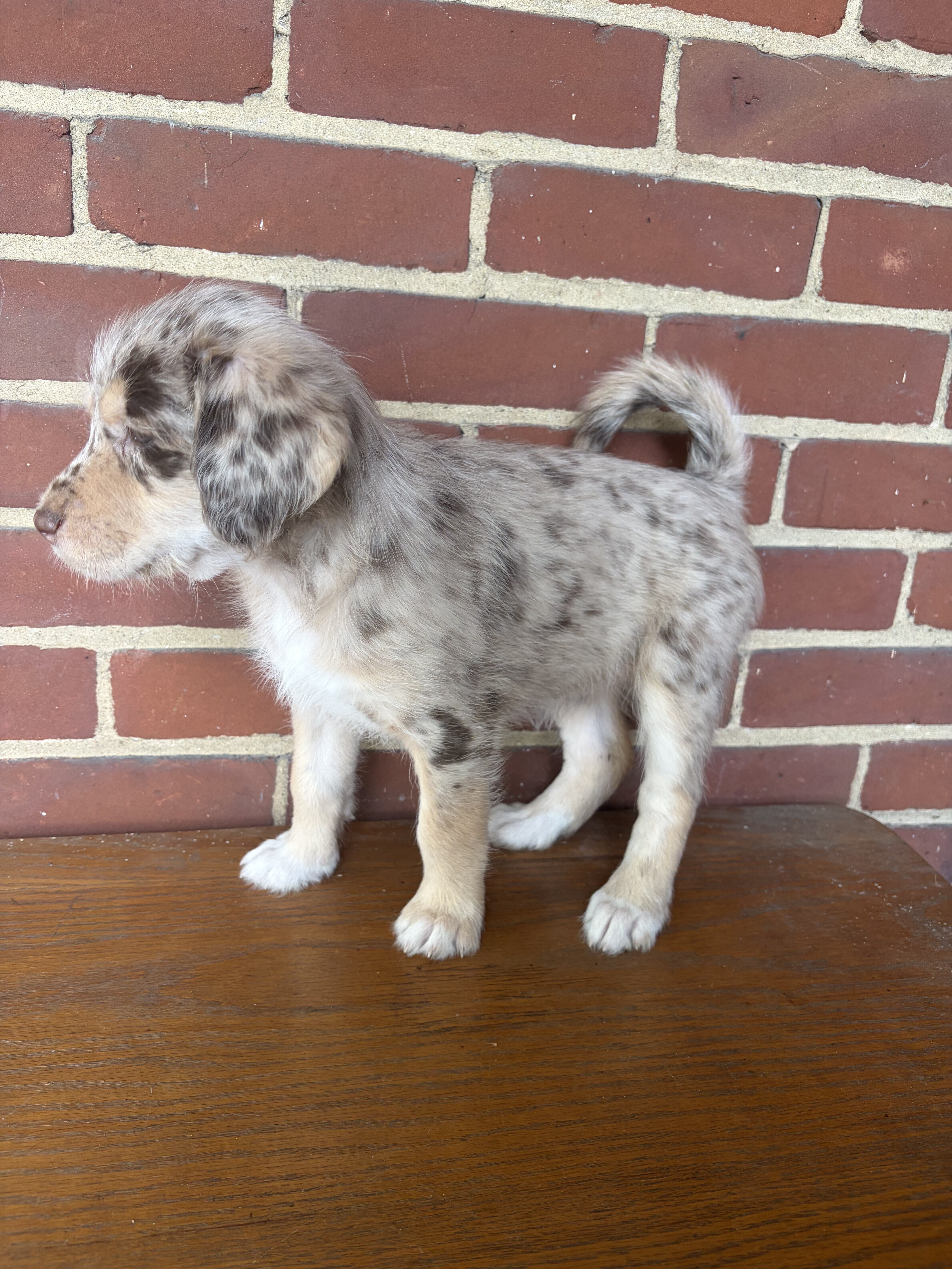 Red Merle Aussiedoodle Puppy (3) image 3