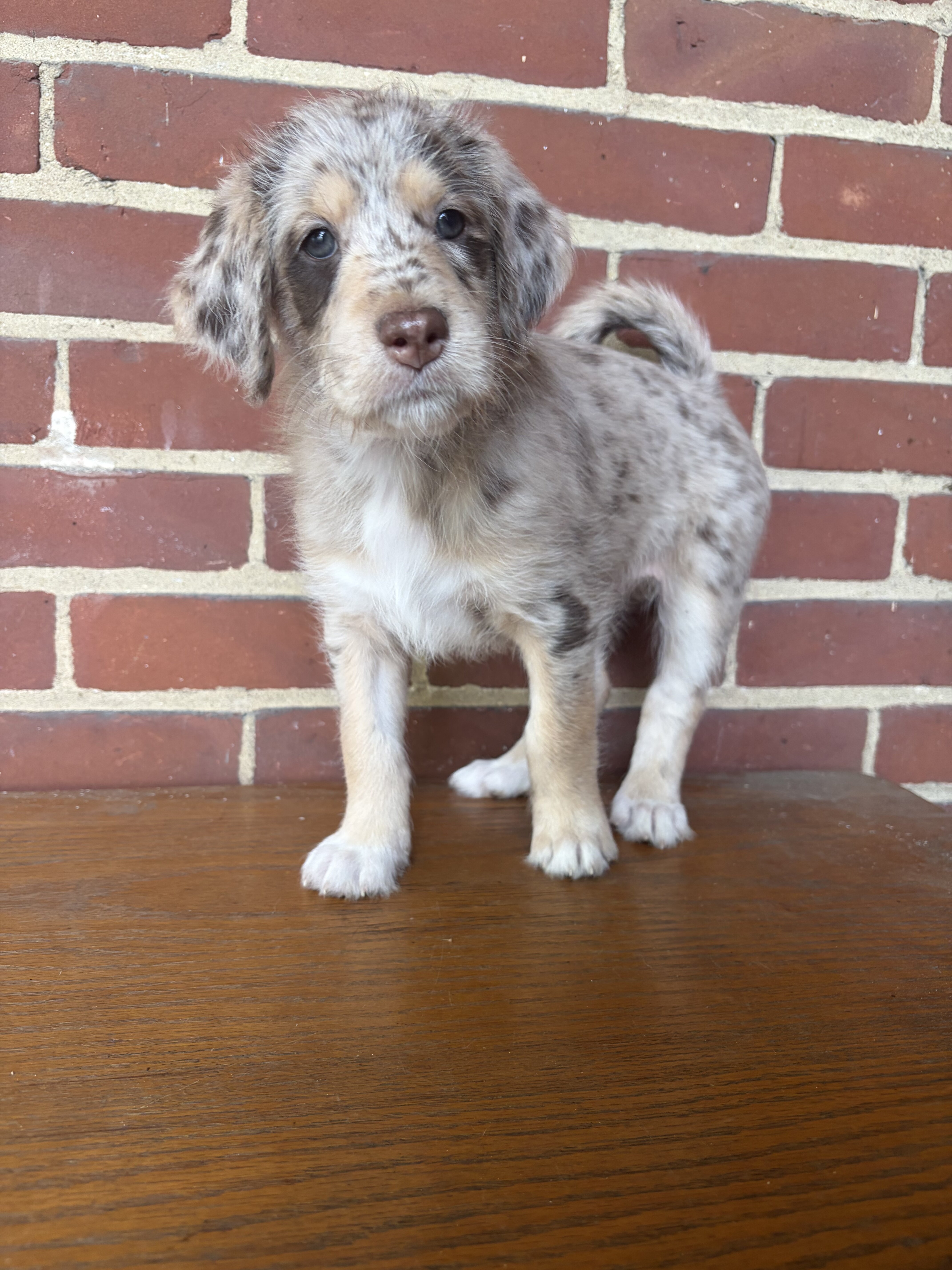 Red Merle Aussiedoodle Puppy (3) image 1