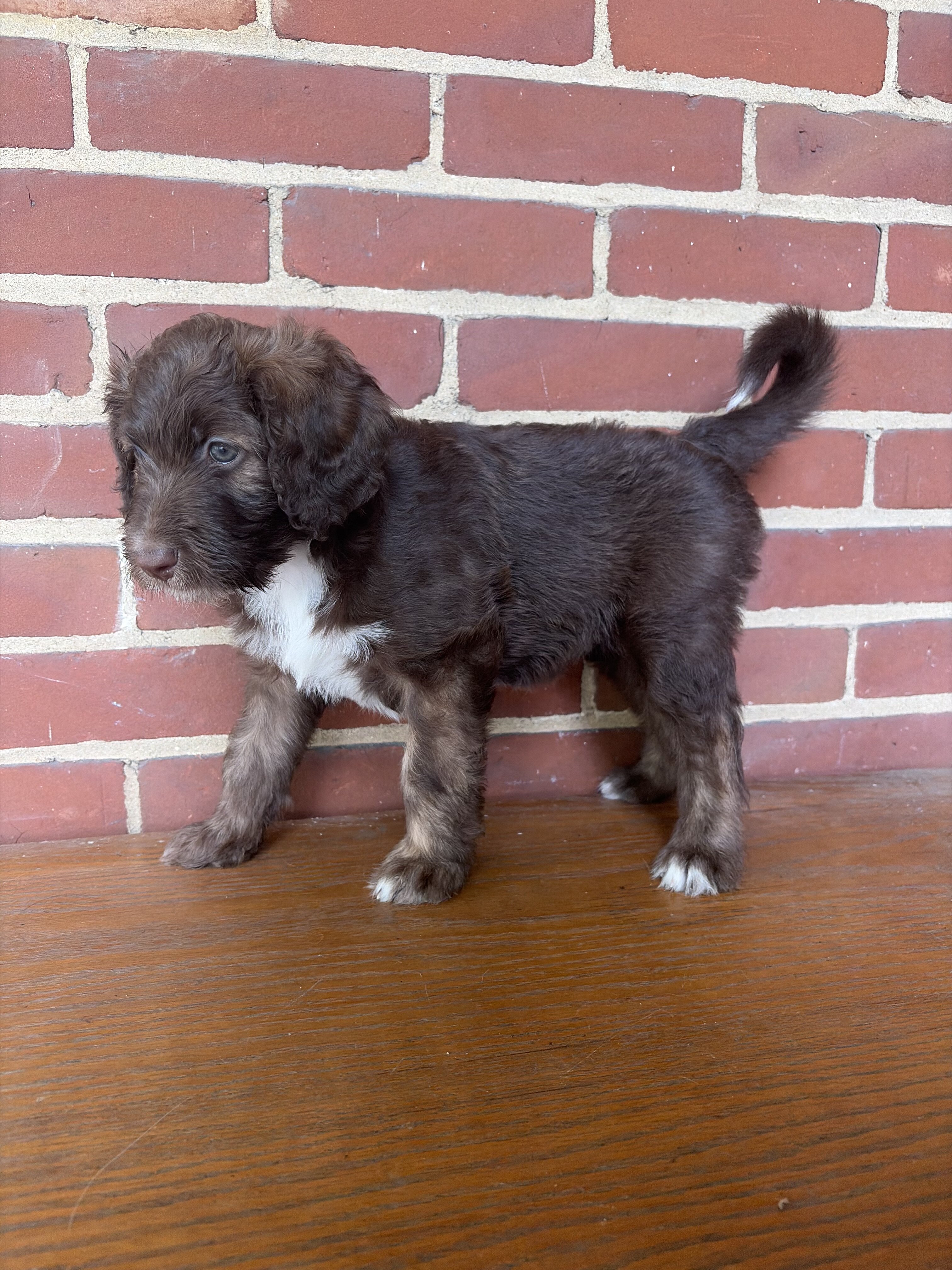 Brown Aussiedoodle Puppy image 3