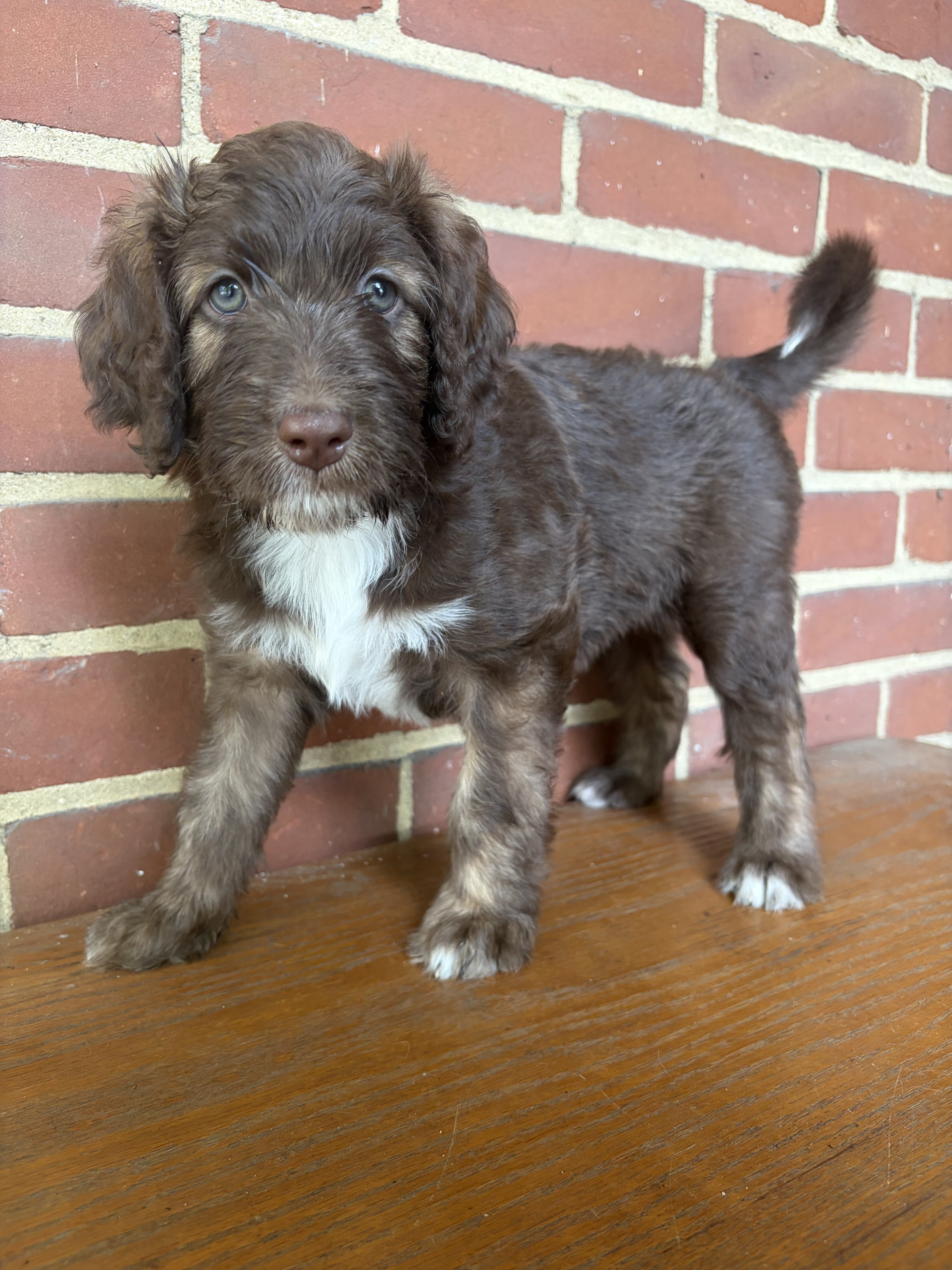 Brown Aussiedoodle Puppy image 1