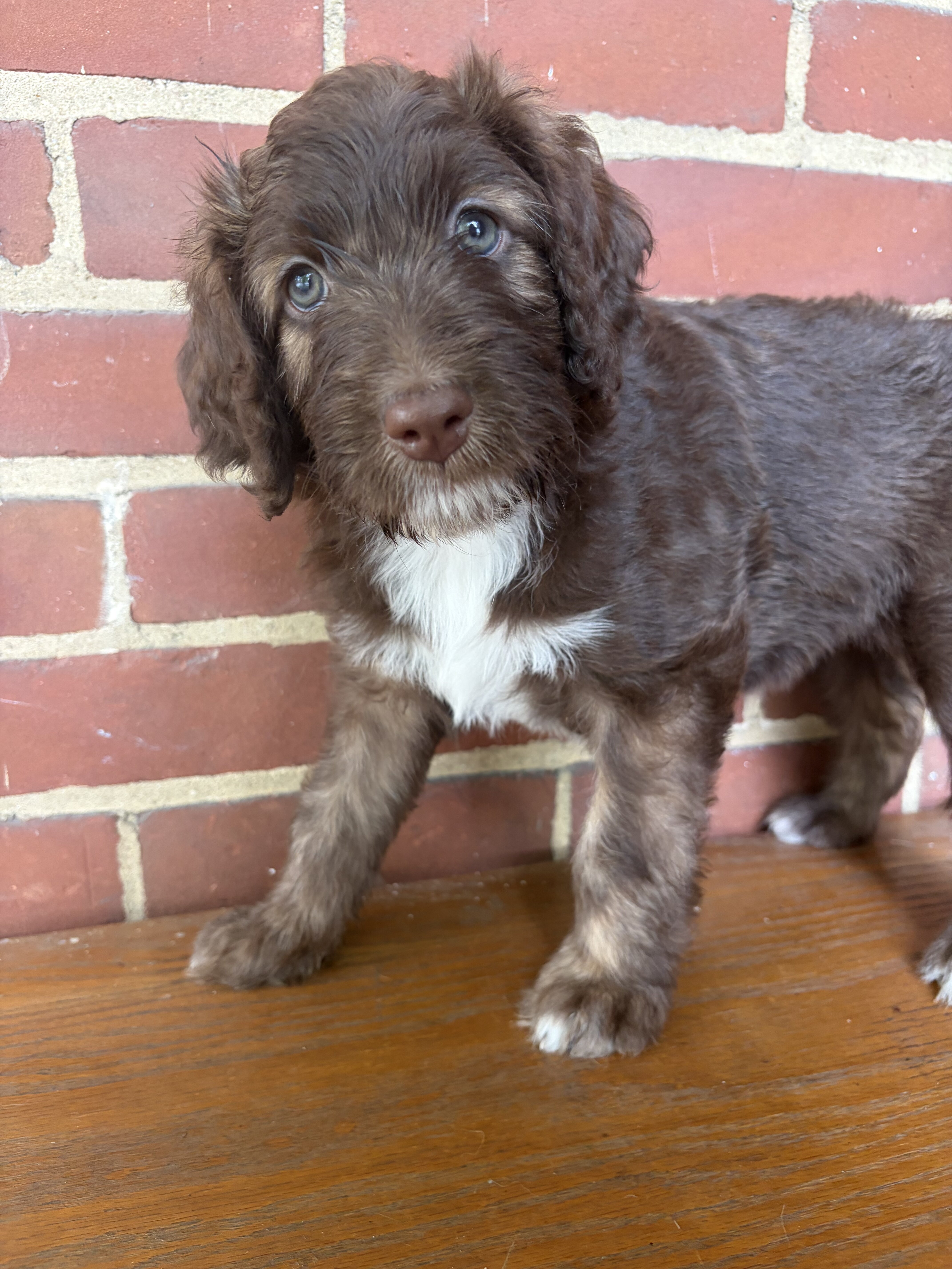 Brown Aussiedoodle Puppy image 2