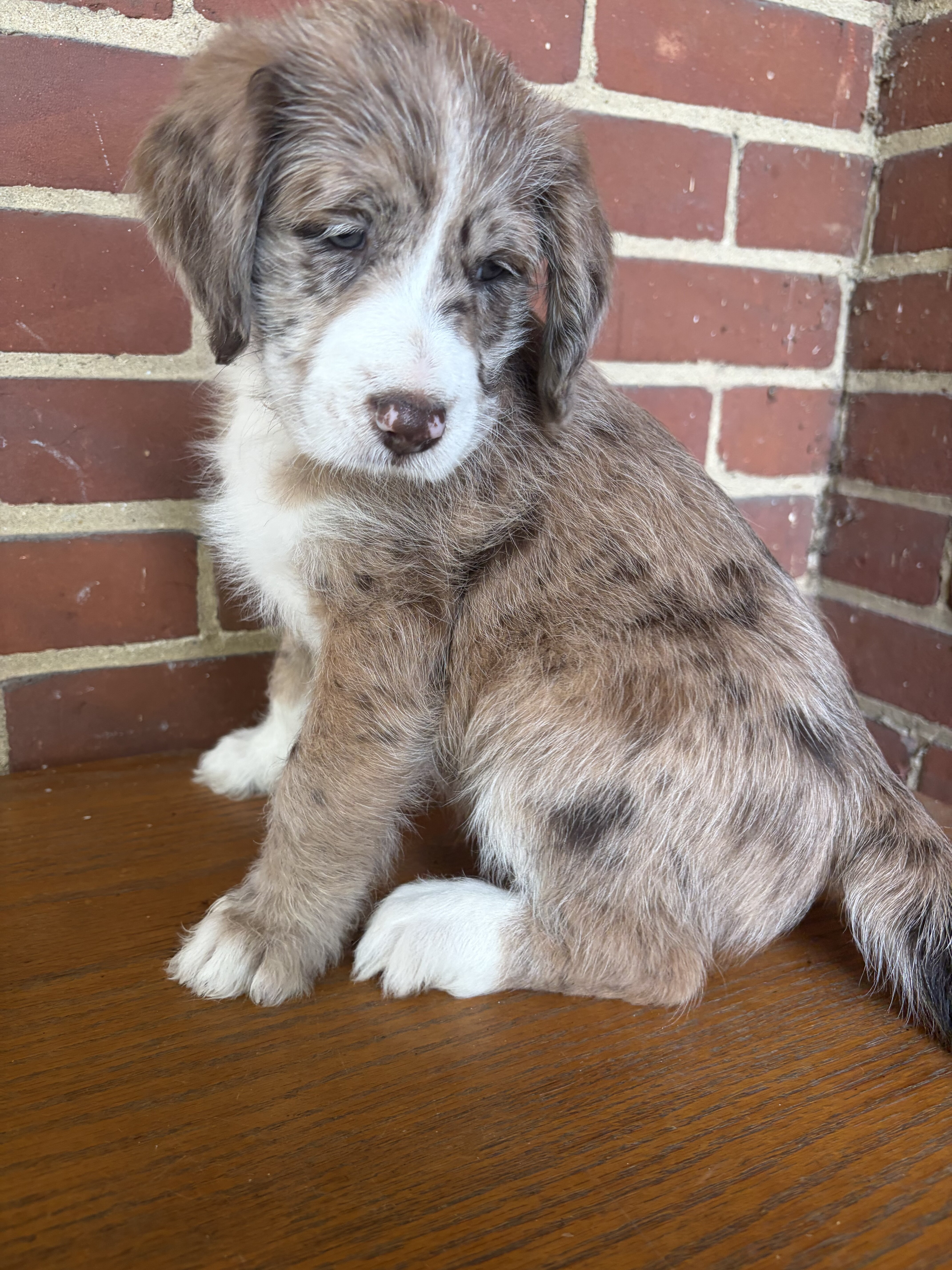 Male Red Merle Aussiedoodle Puppy image 2