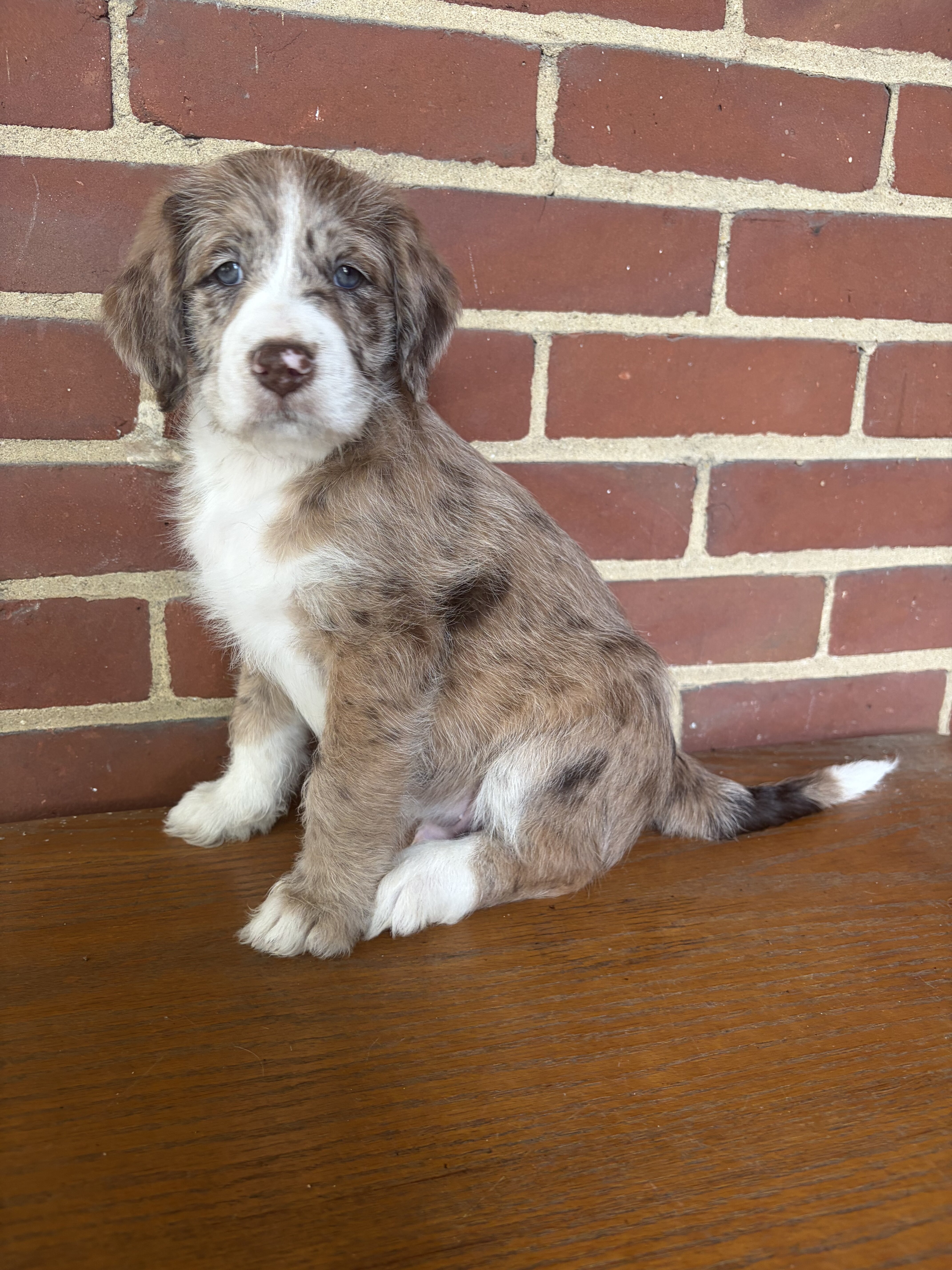 Male Red Merle Aussiedoodle Puppy image 1