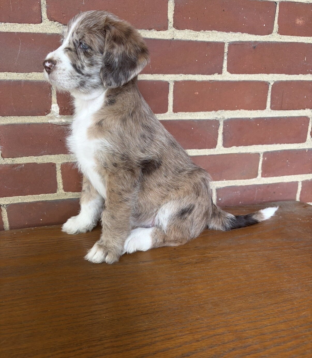 Male Red Merle Aussiedoodle Puppy image 3