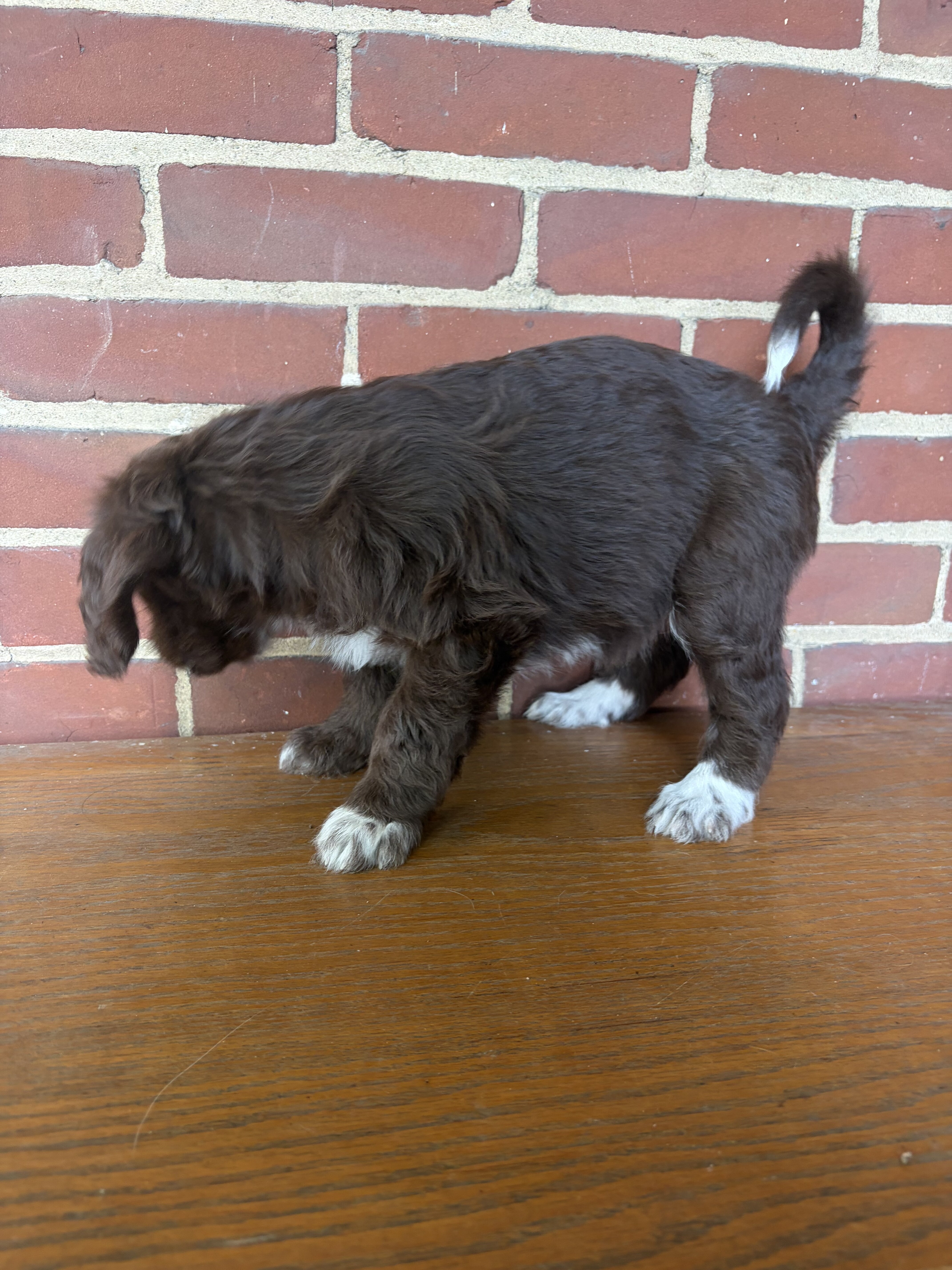Aussiedoodle Puppy image 3
