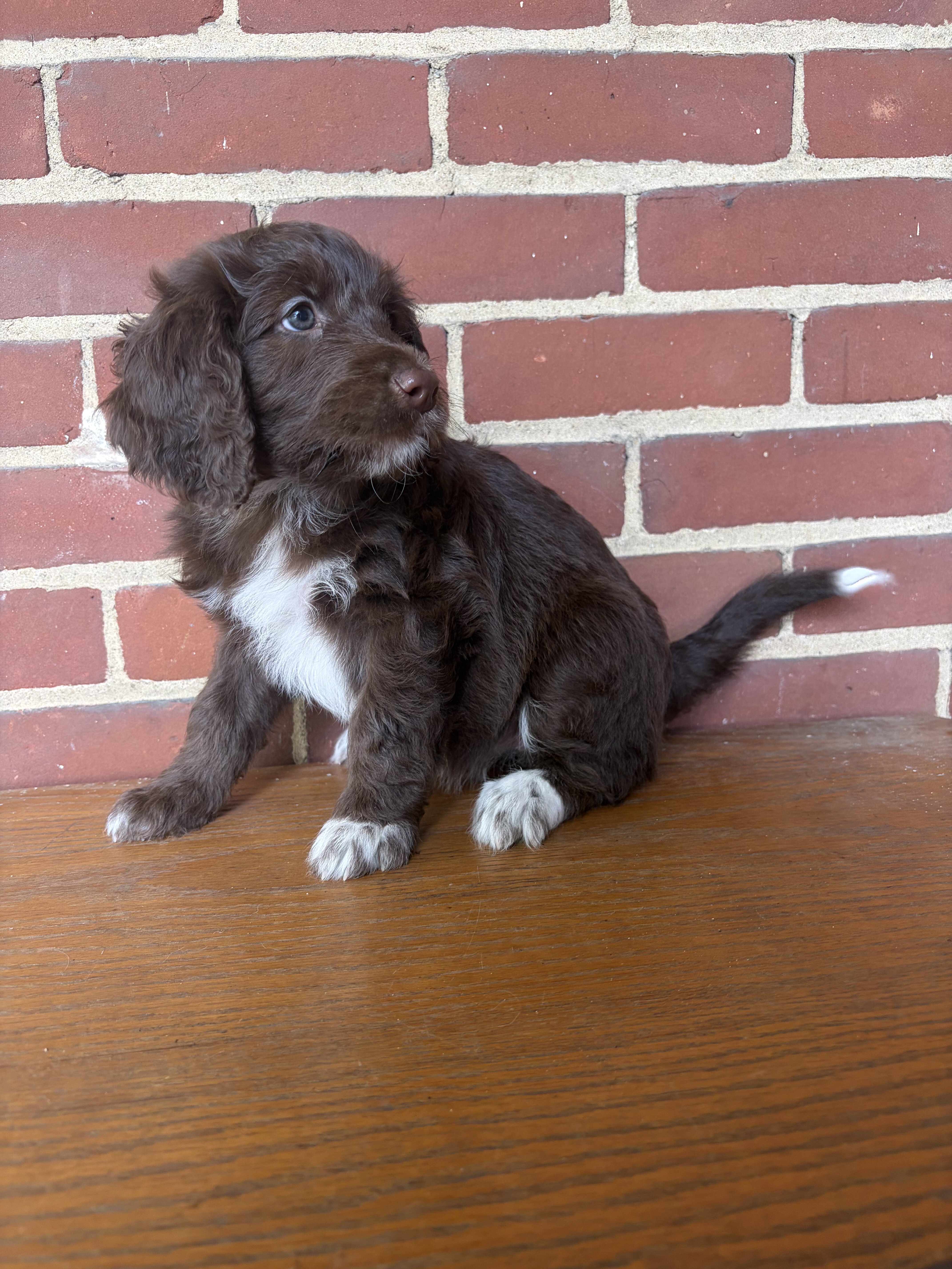 Aussiedoodle Puppy image 2