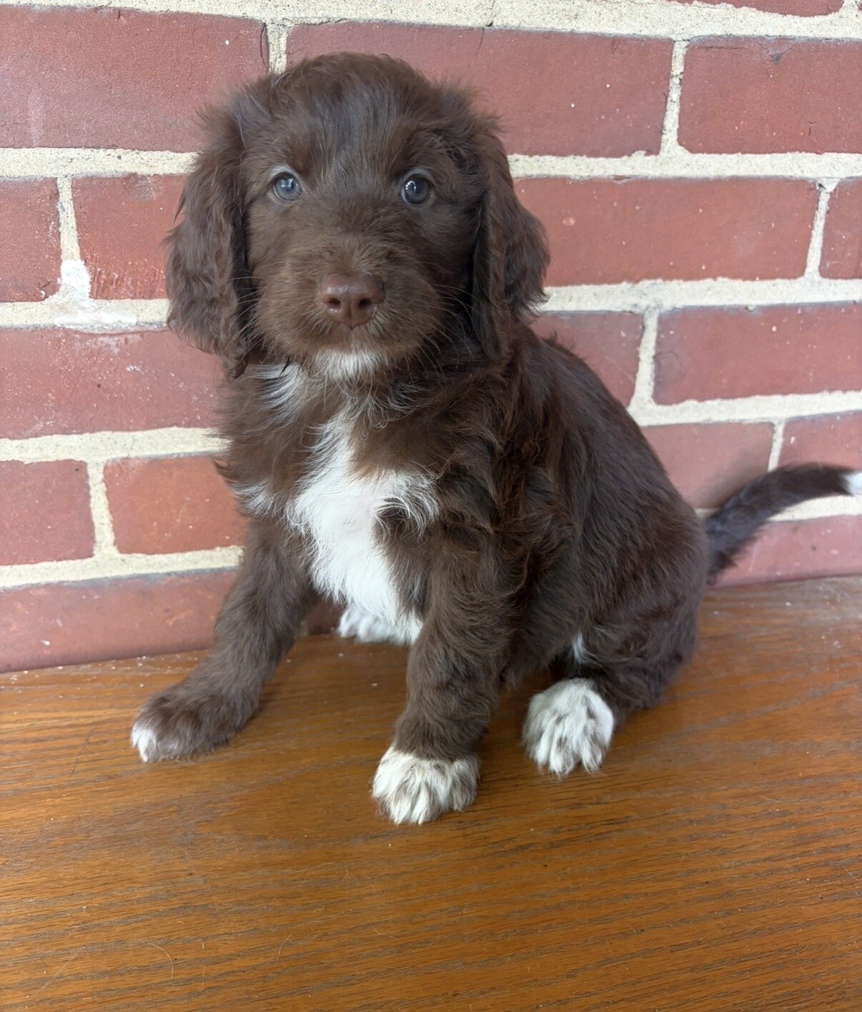 Aussiedoodle Puppy image 1