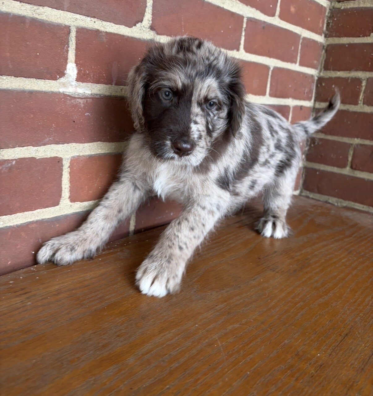 Male Red Merle Aussiedoodle Puppy (2) image 1