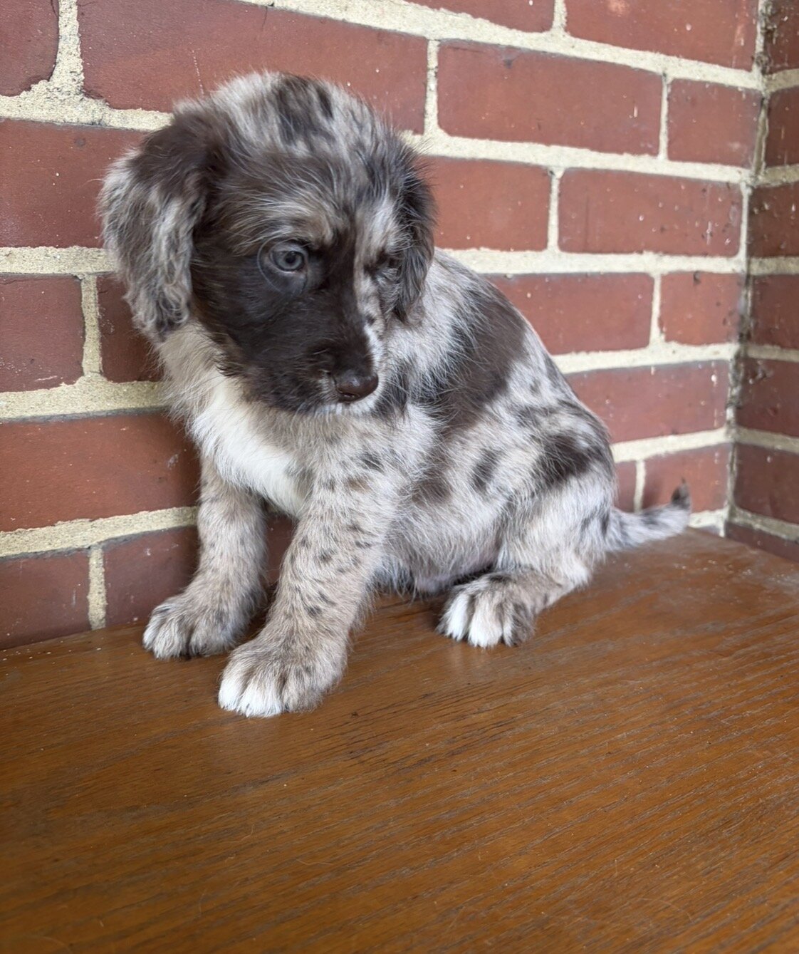 Male Red Merle Aussiedoodle Puppy (2) image 2