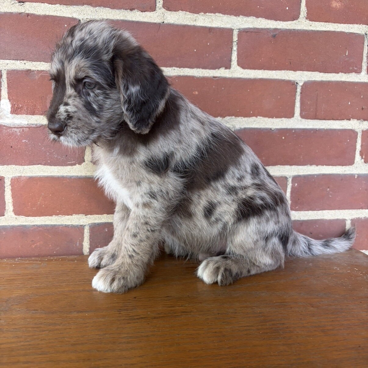 Male Red Merle Aussiedoodle Puppy (2) image 3