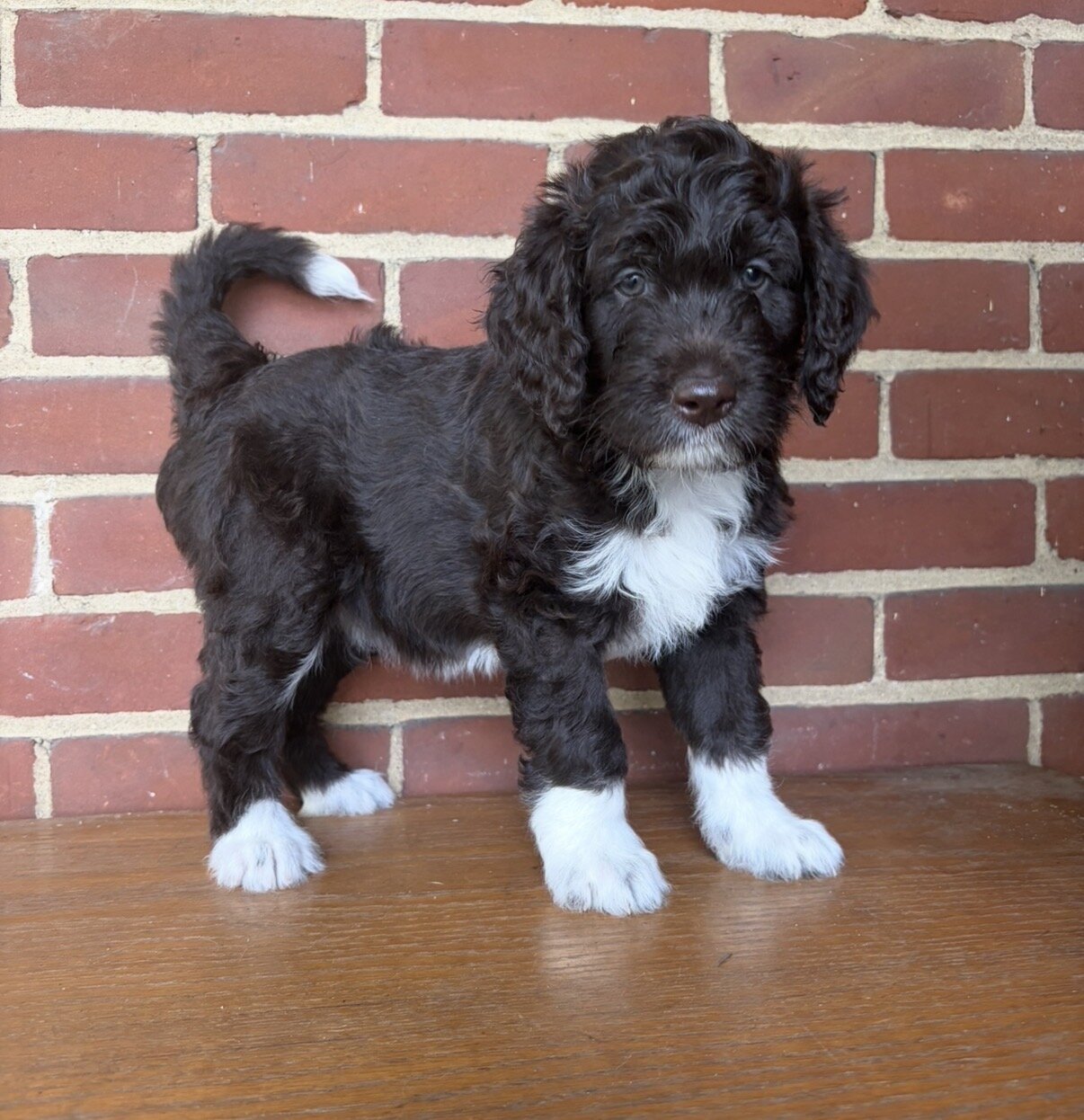 Brown Female Aussiedoodle Puppy image 2