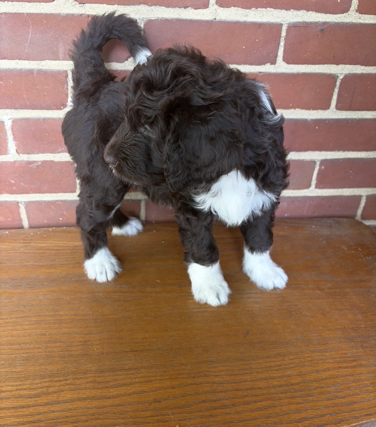 Brown Female Aussiedoodle Puppy image 3