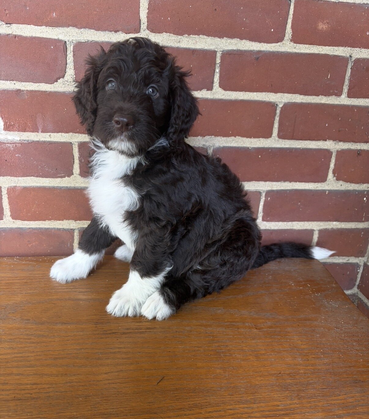 Brown Female Aussiedoodle Puppy image 1