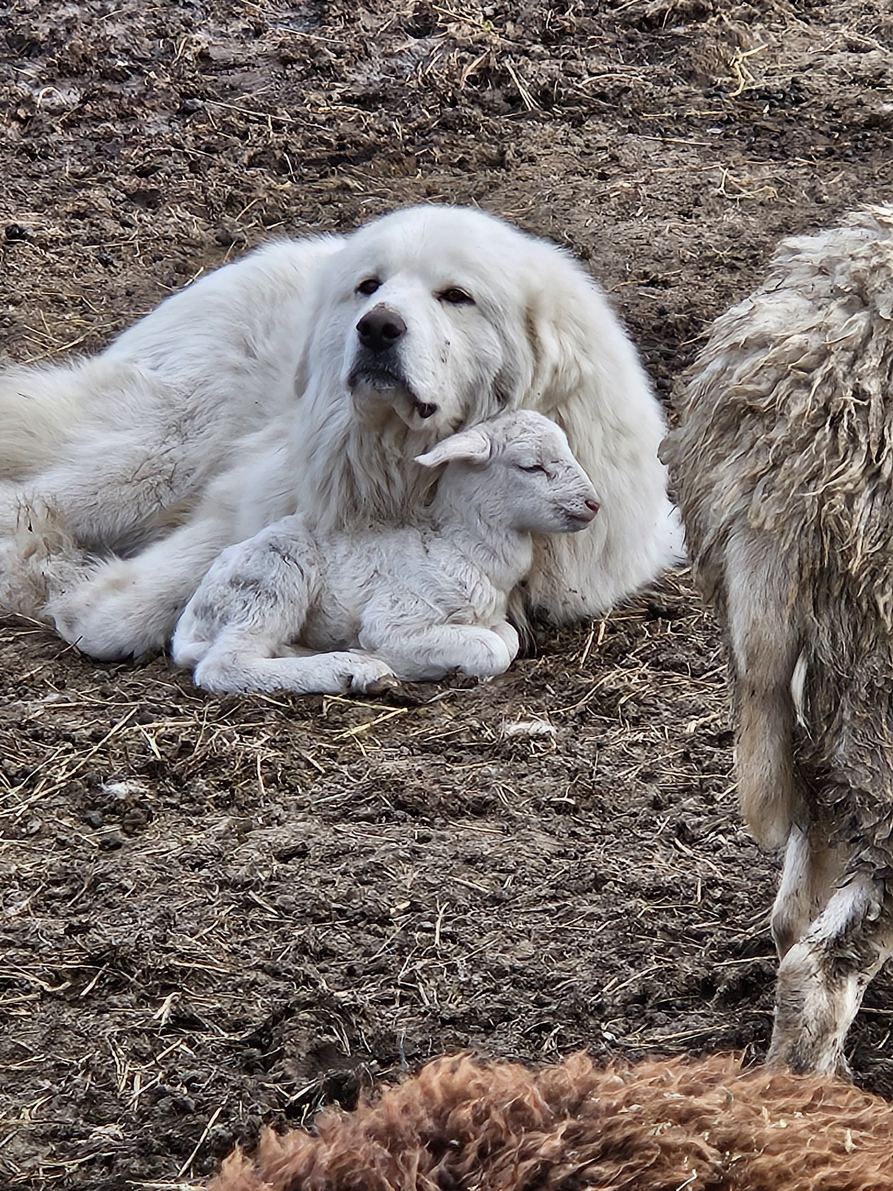 Great Pyrenees Puppies image 1