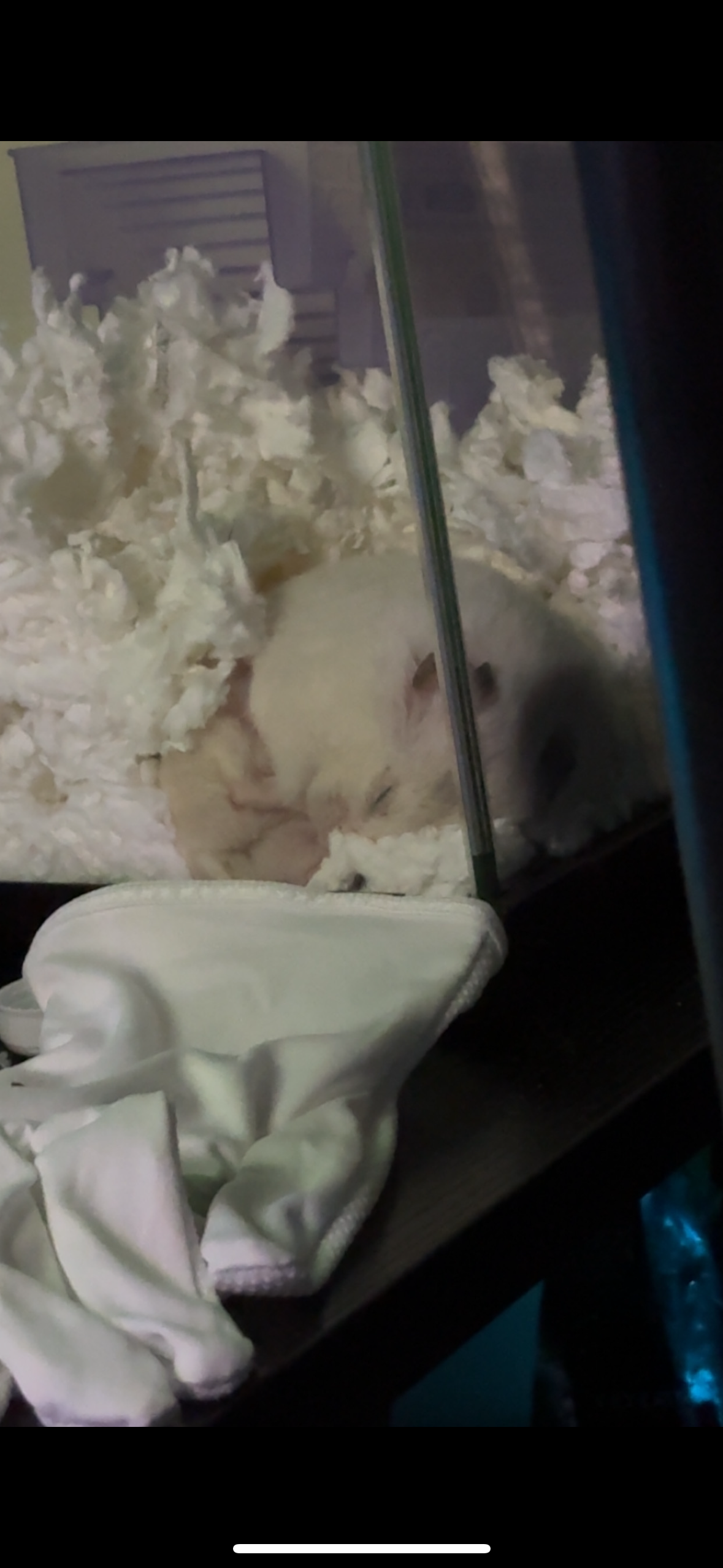 Syrian hamster (female) image 1