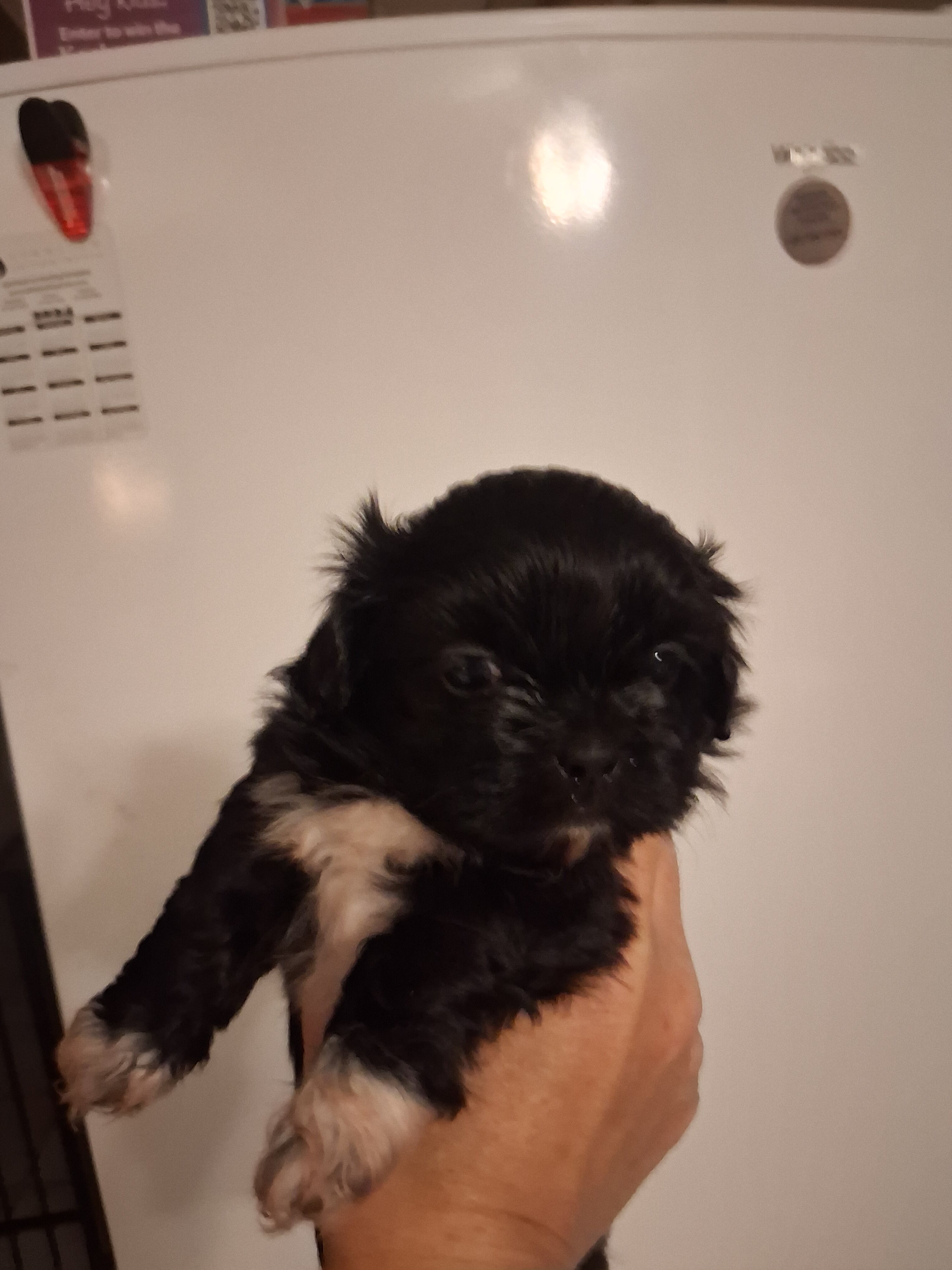 Female Shih Tzu Puppies image 4