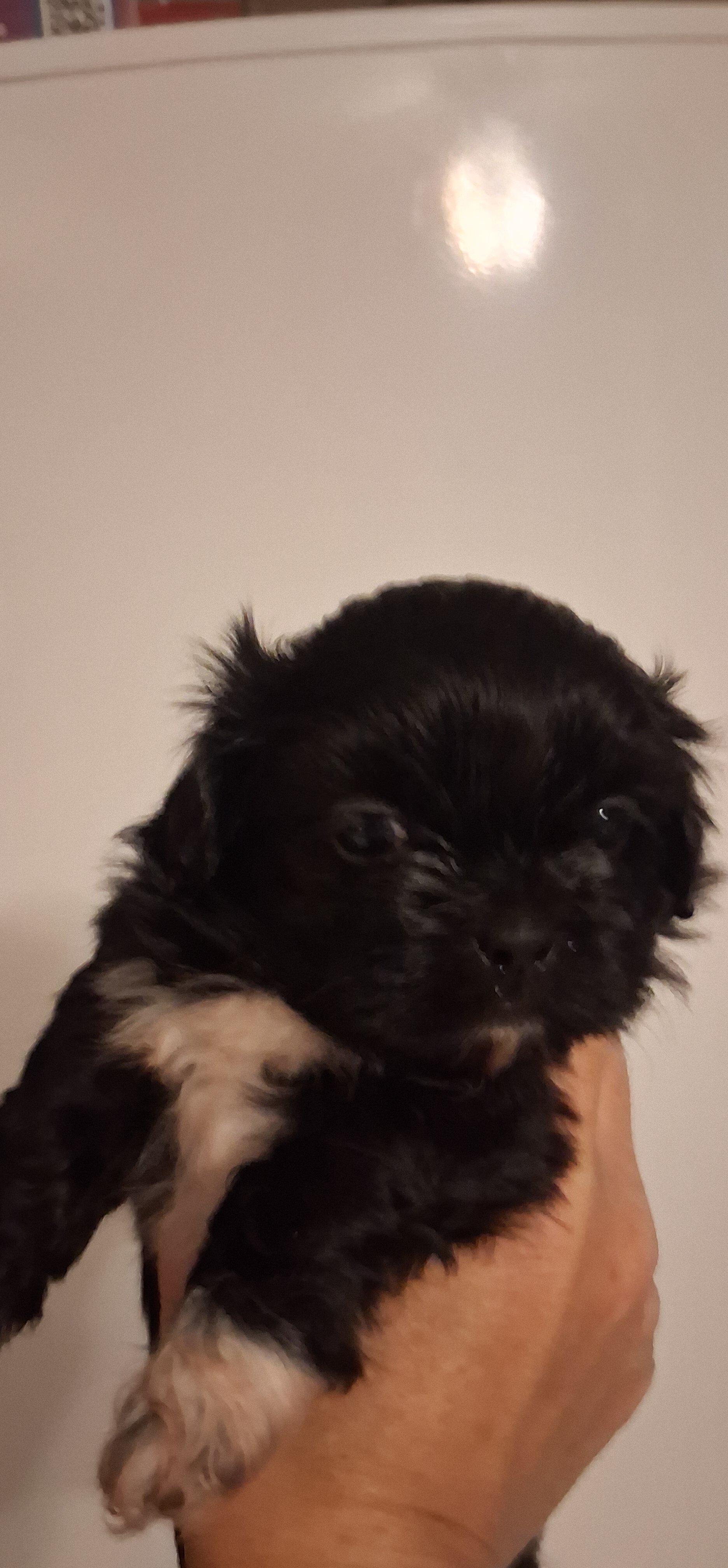 Female Shih Tzu Puppies image 1