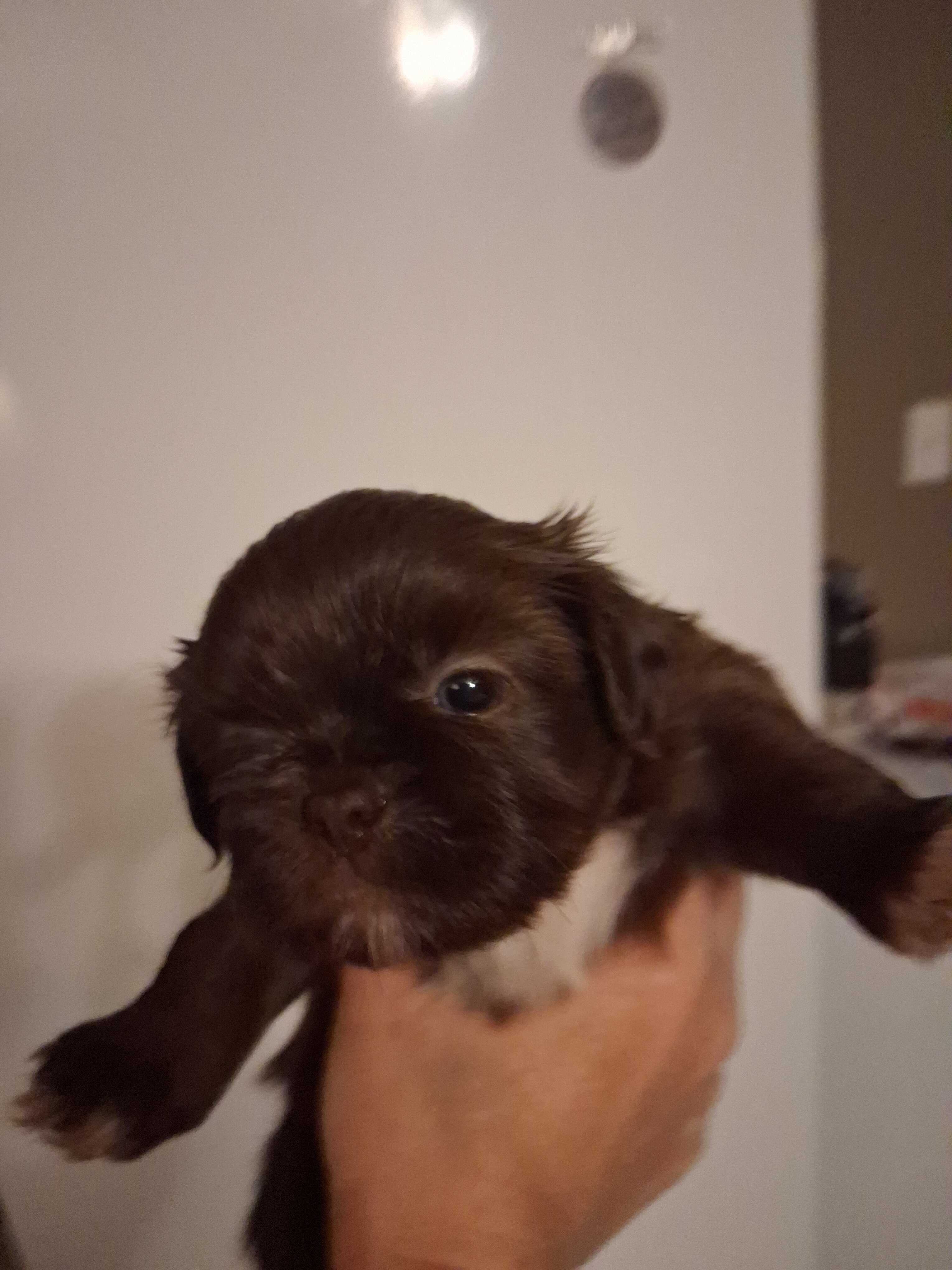 Female Shih Tzu Puppies image 3