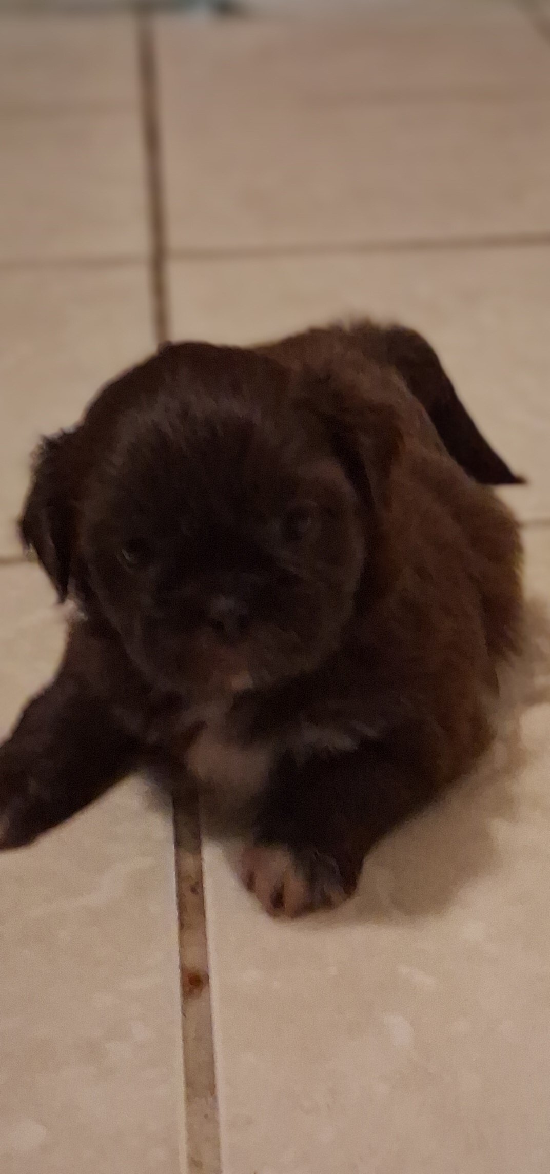 Female Shih Tzu Puppies image 2