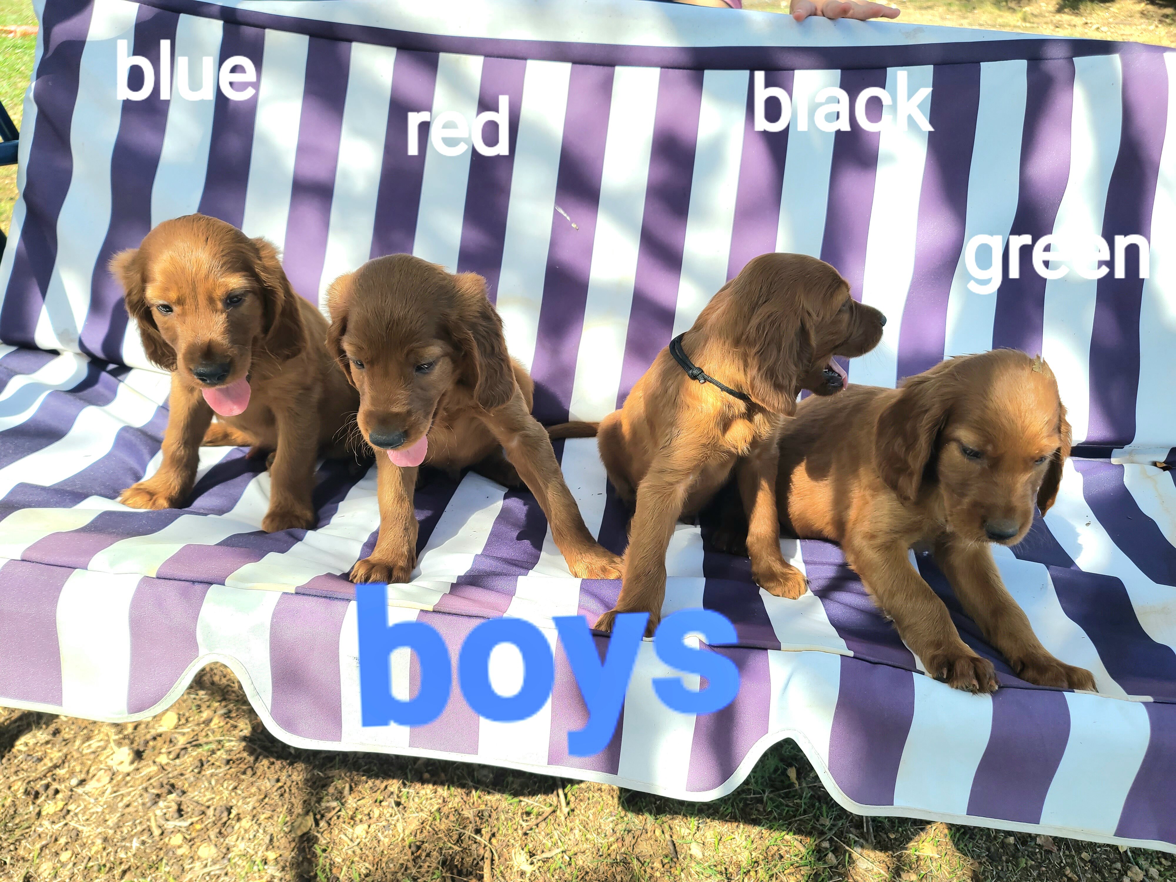 Irish setter puppies image 2
